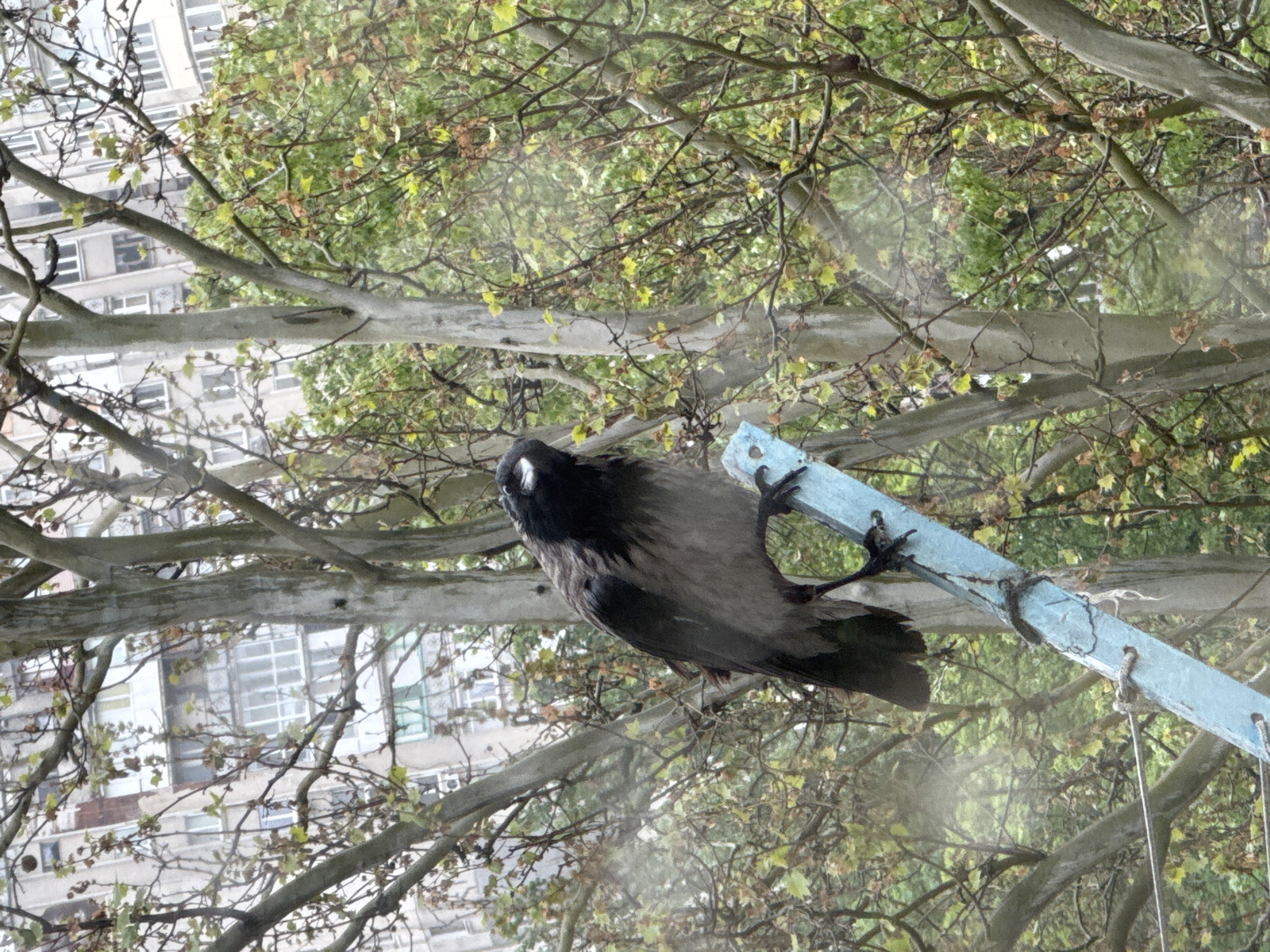 Quiet morning moments: sleeping cat, rainy windows, bird sighting