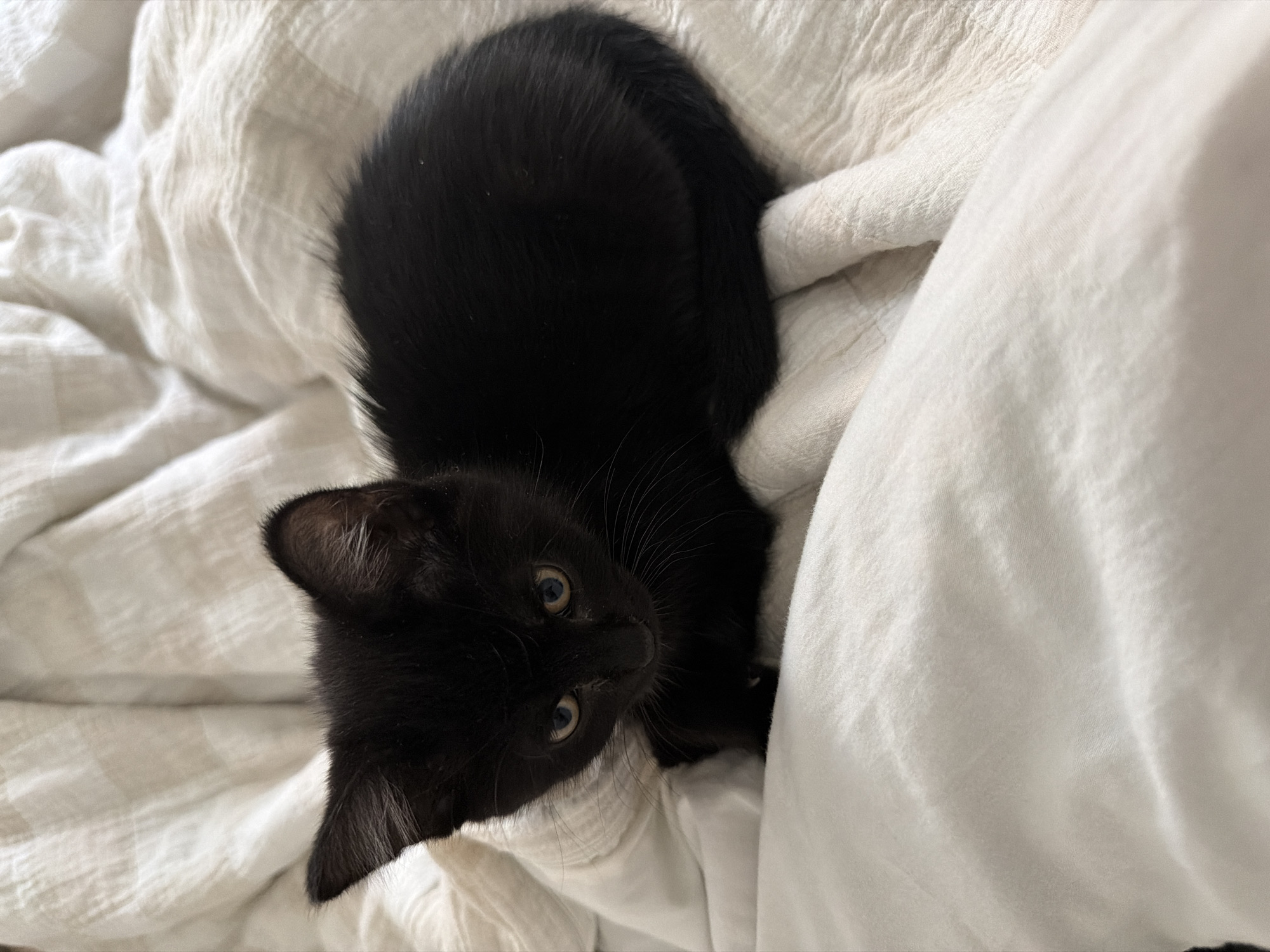 Black kitten with golden eyes rests on bedding