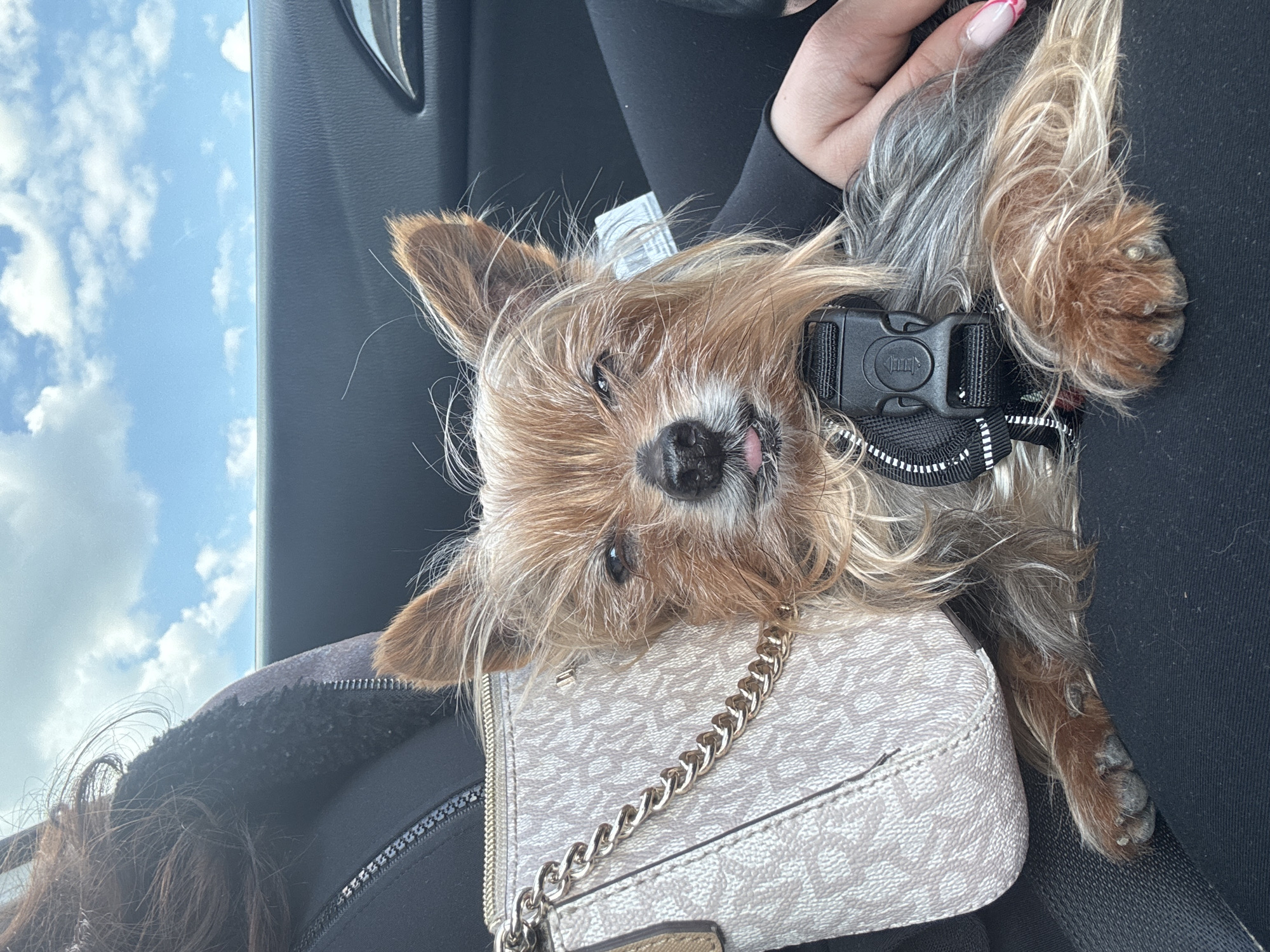 Sleepy Yorkshire Terrier spotted relaxing with owner in Burgas car