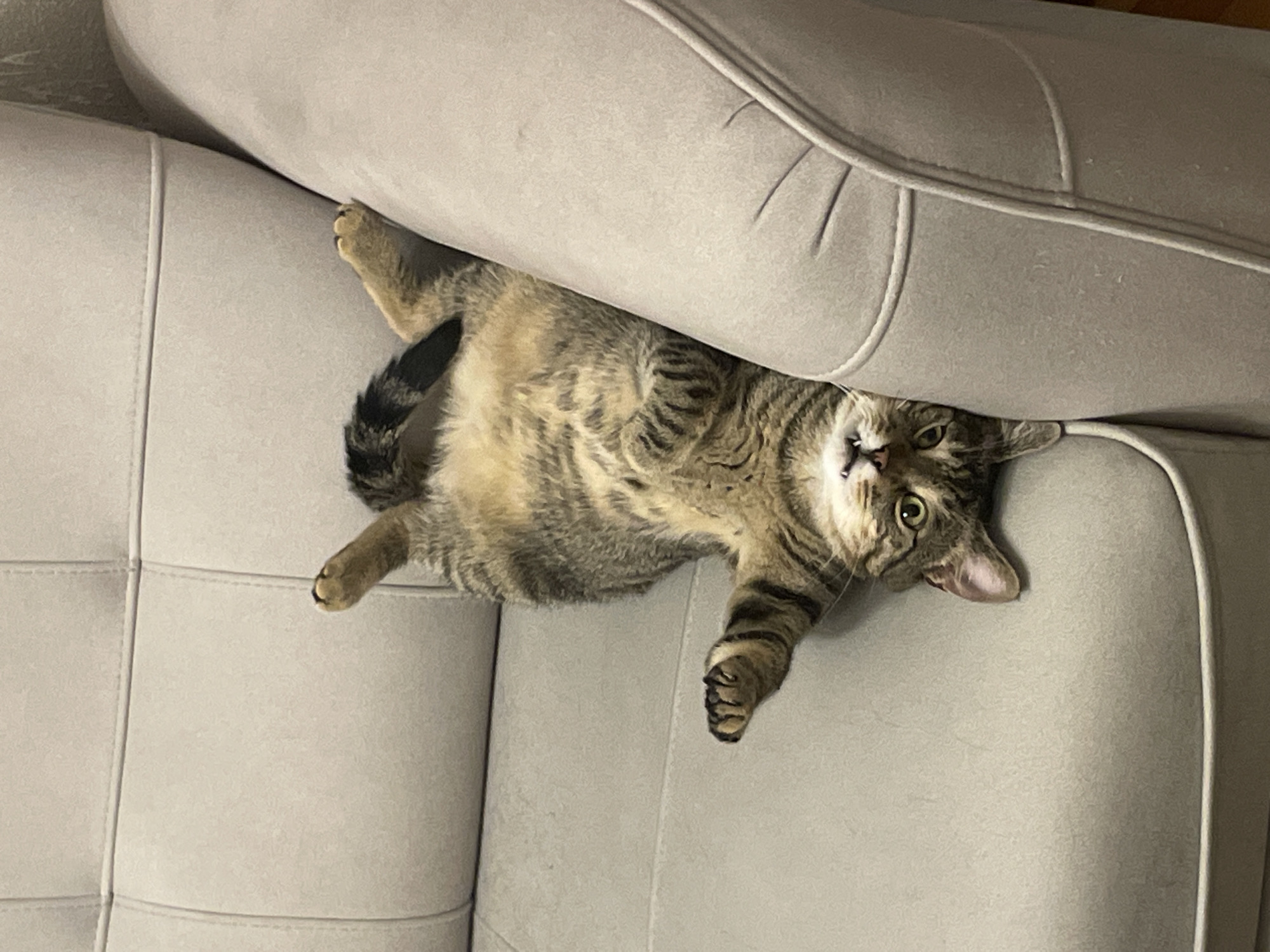Tabby cat goes full belly-up on the couch