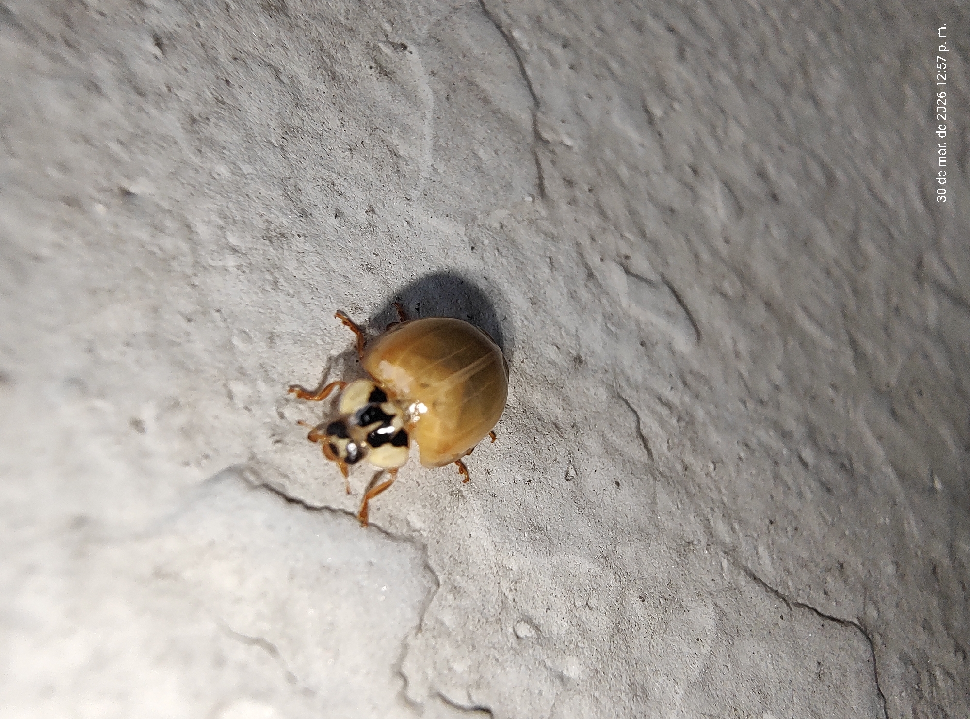 Asian Lady Beetles Observed in Multiple Life Stages