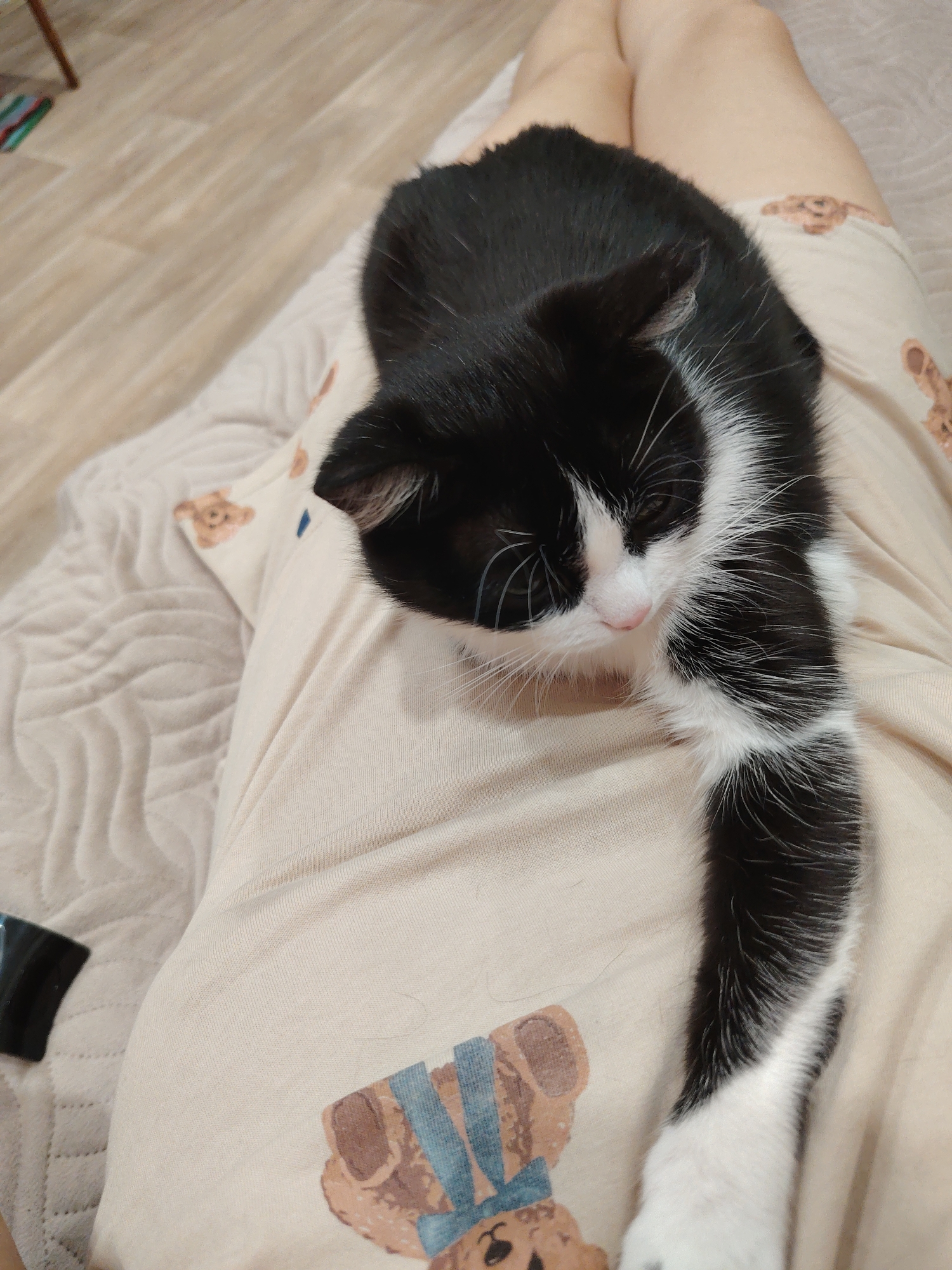 Black and white cat grooming and playing indoors