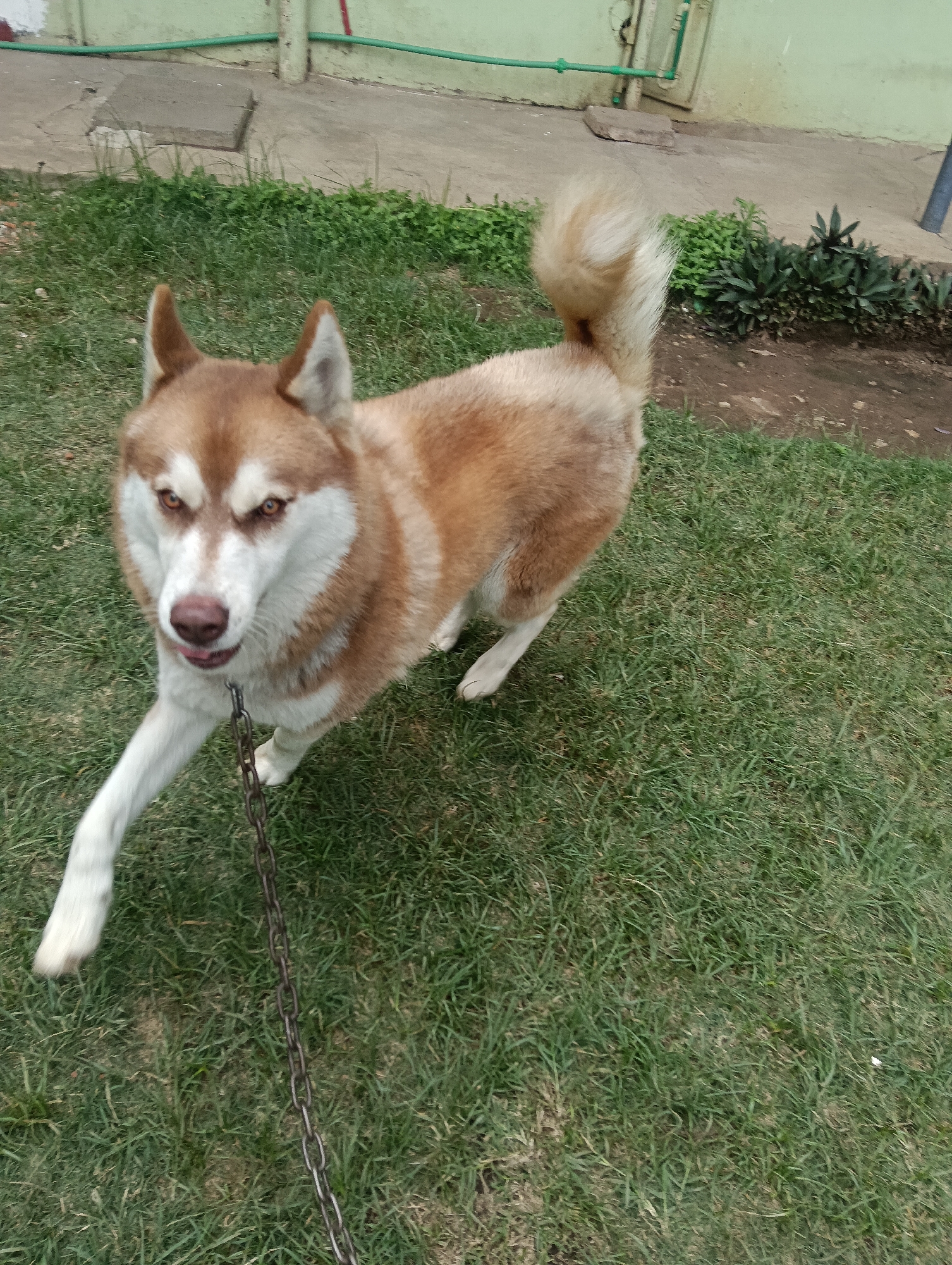 Dog plays in Nairobi garden during morning hours