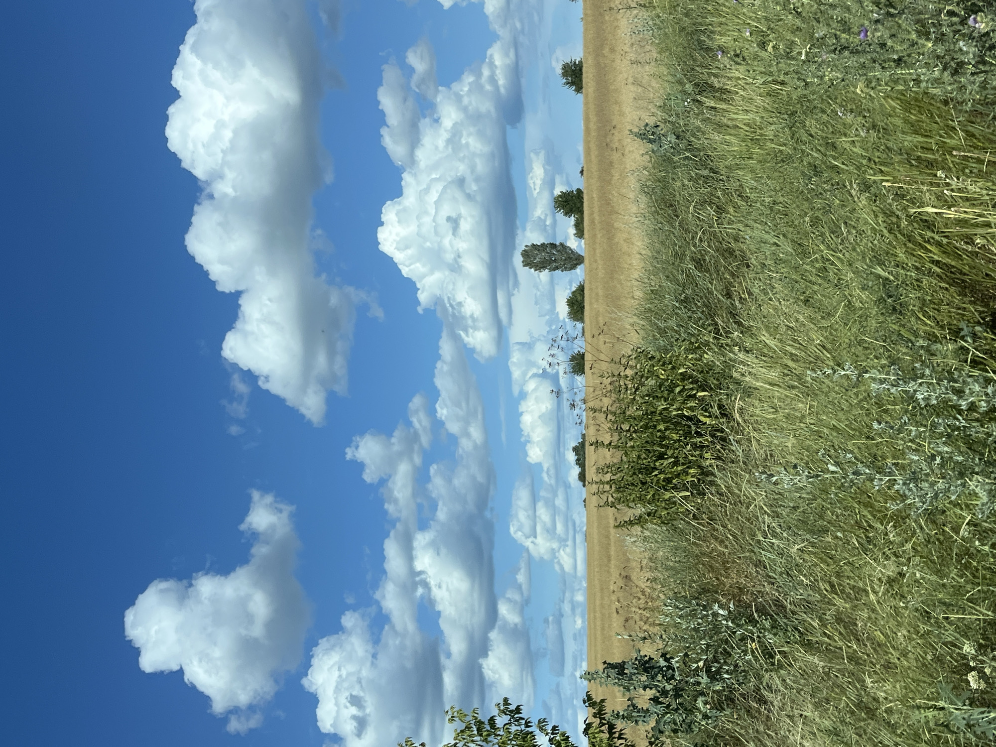 Summer vegetation under open skies in rural central Ukraine