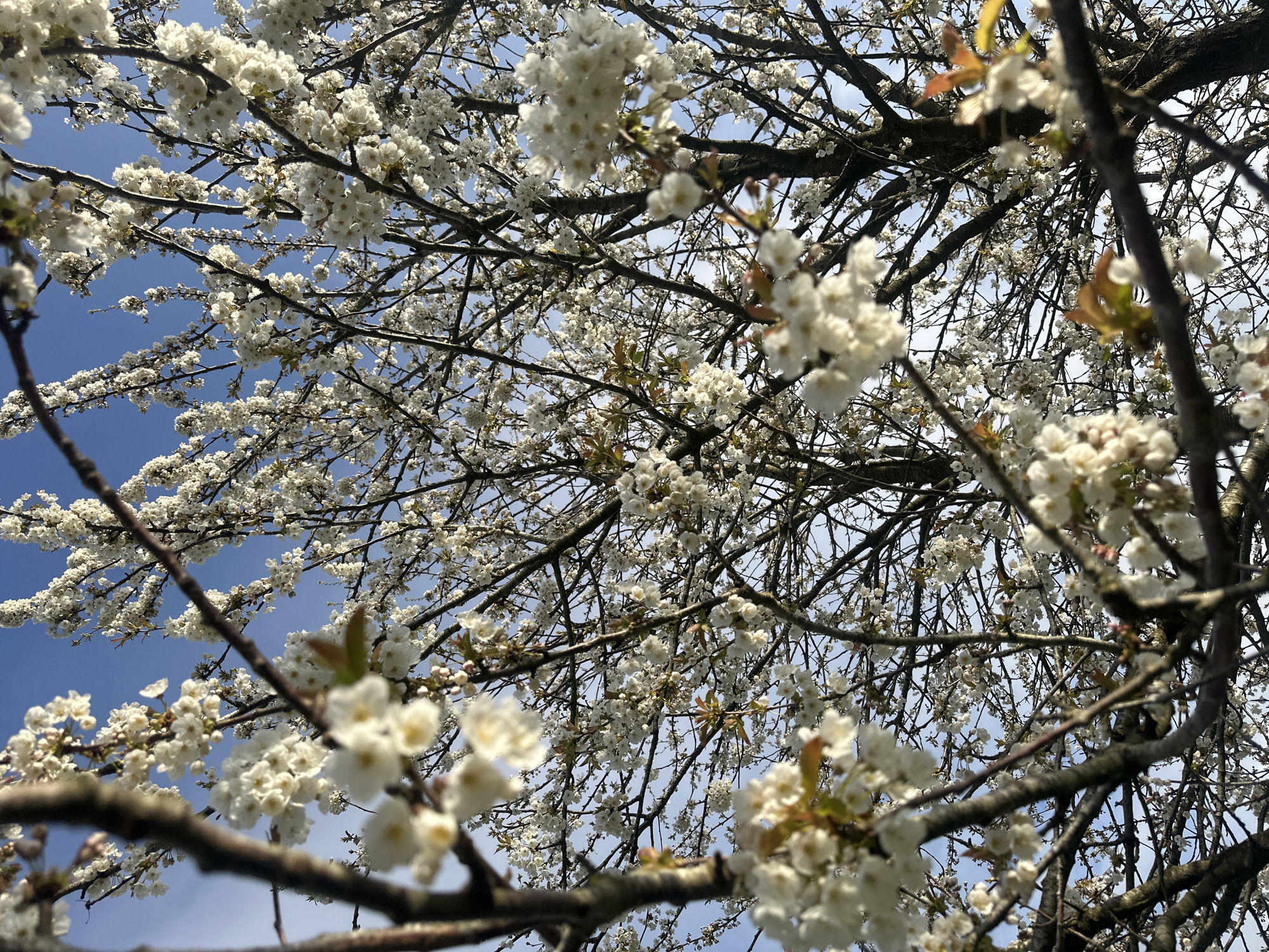 Spring blossoms captured in Tunbridge Wells tree photography