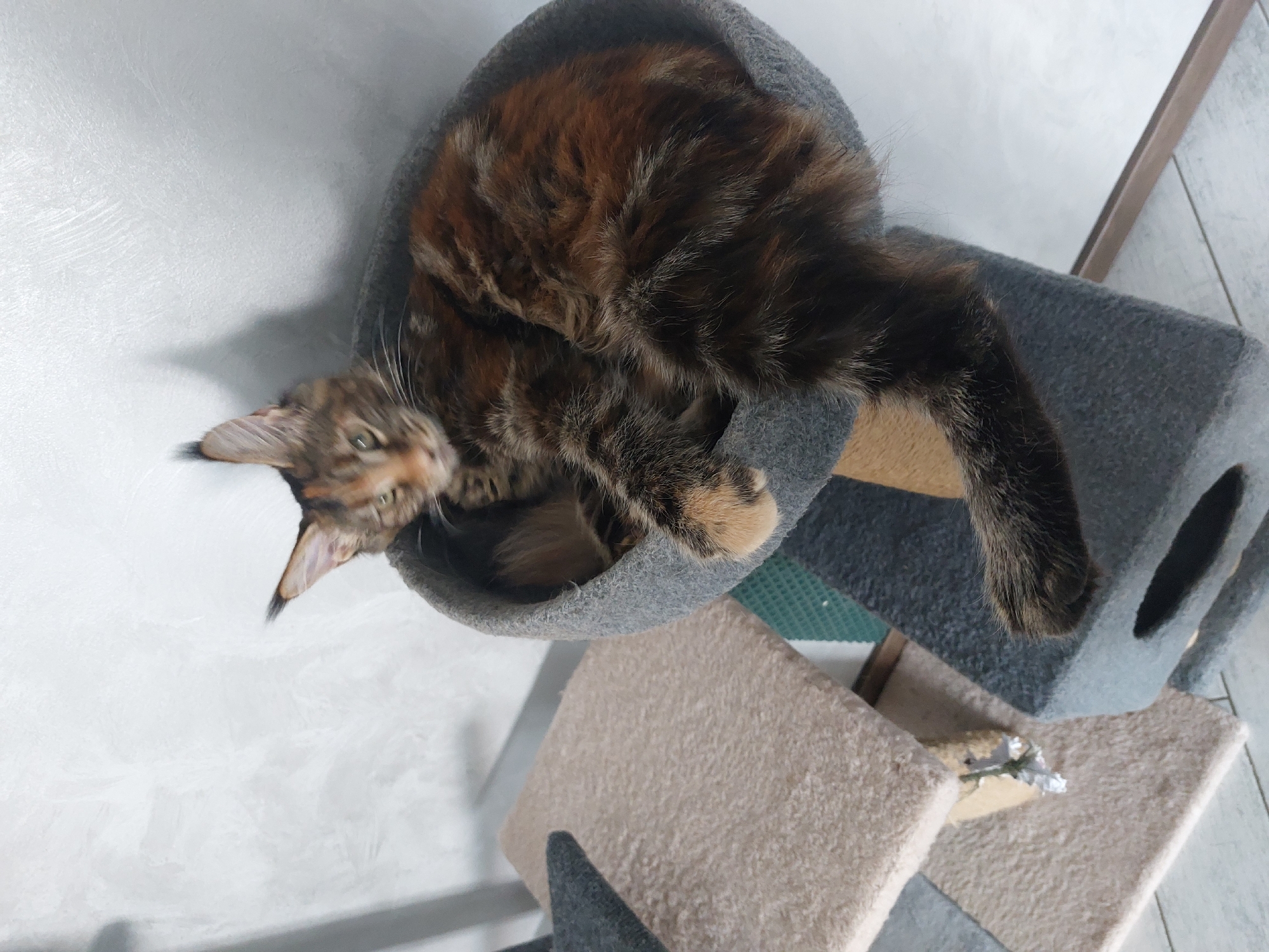 Morning cat sightings with child in Brest homes