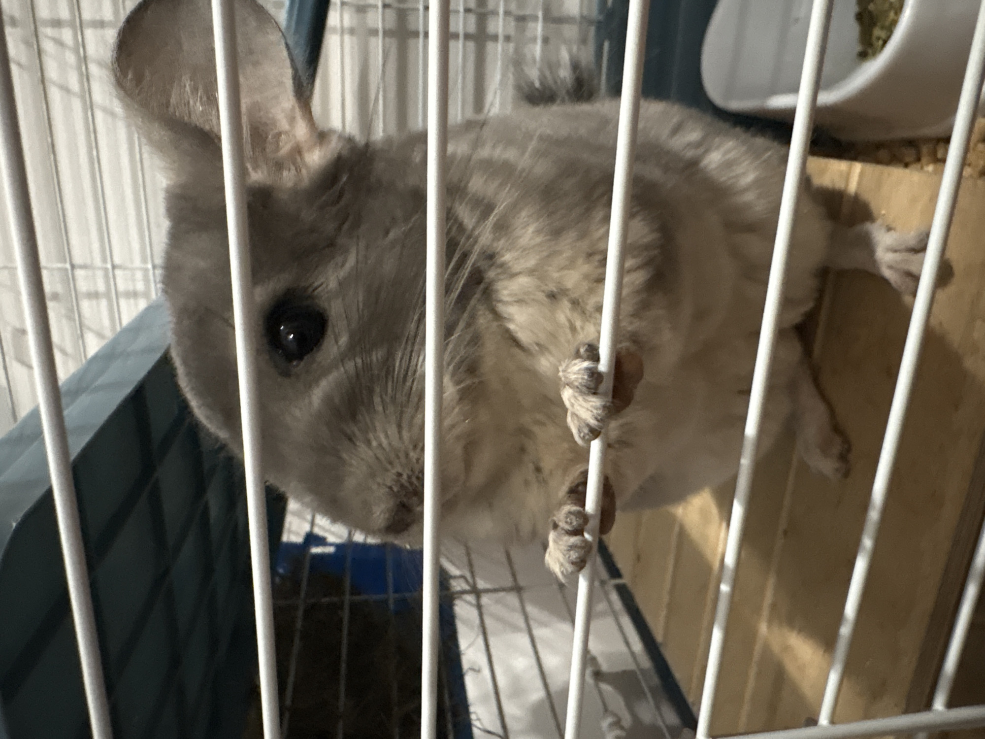 Domestic life with pet chinchillas documented in Almaty