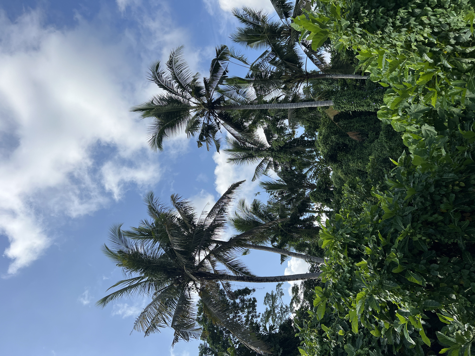 Daily life documented across Peliatan and Ubud, Indonesia