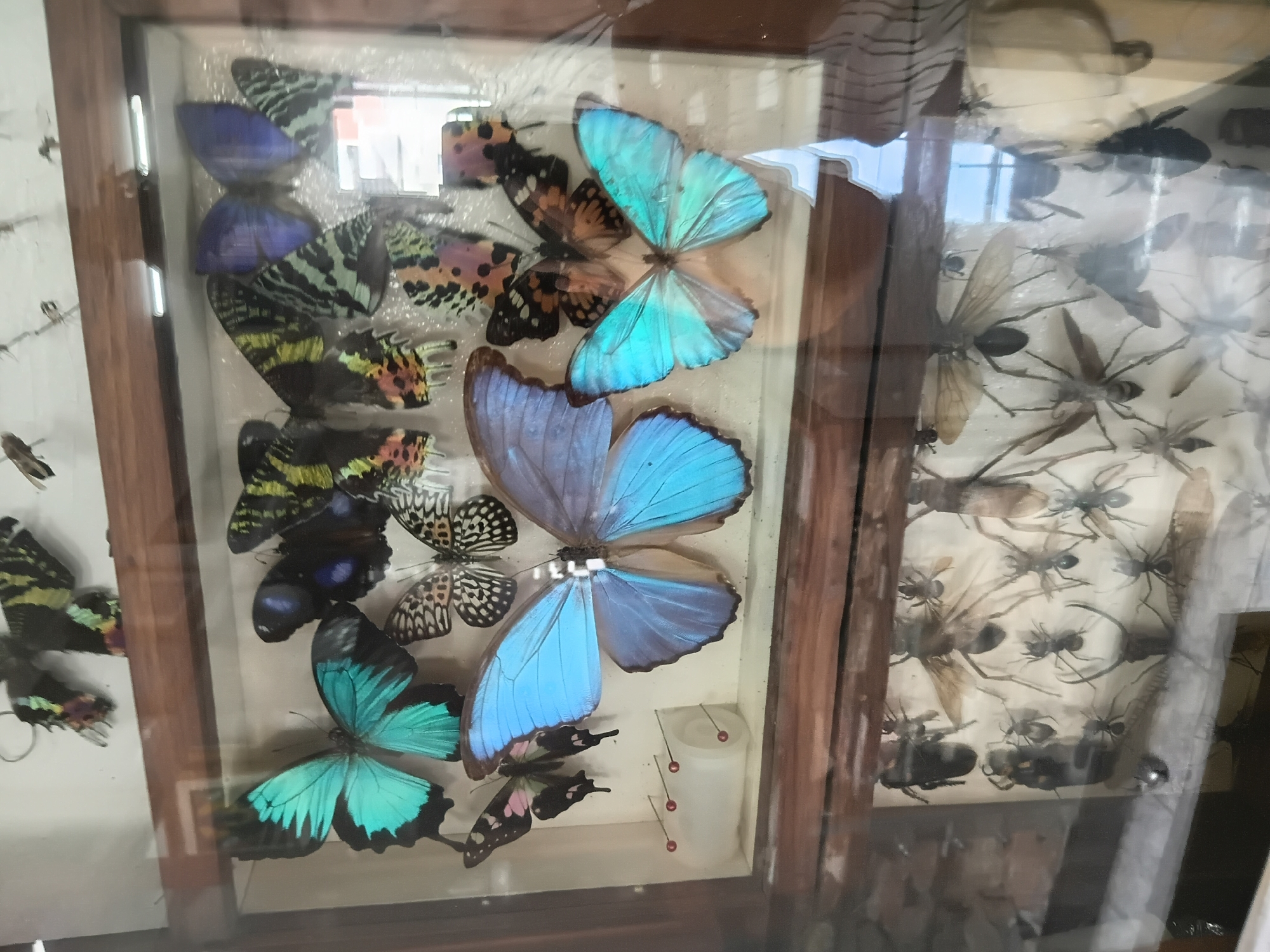 Exploring an insect museum's butterfly, beetle, and nest displays
