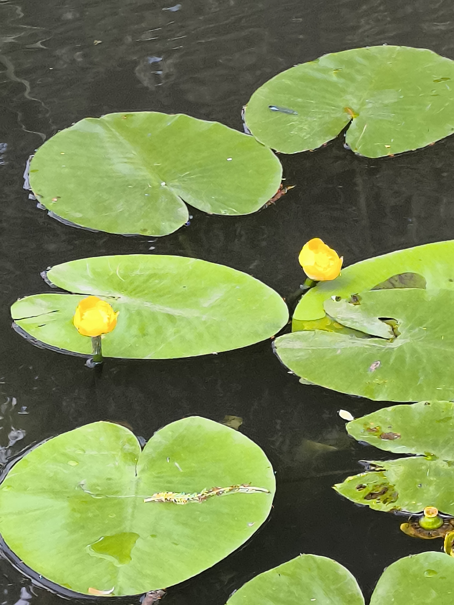 Morning pond life documented in Klaipėda, Lithuania