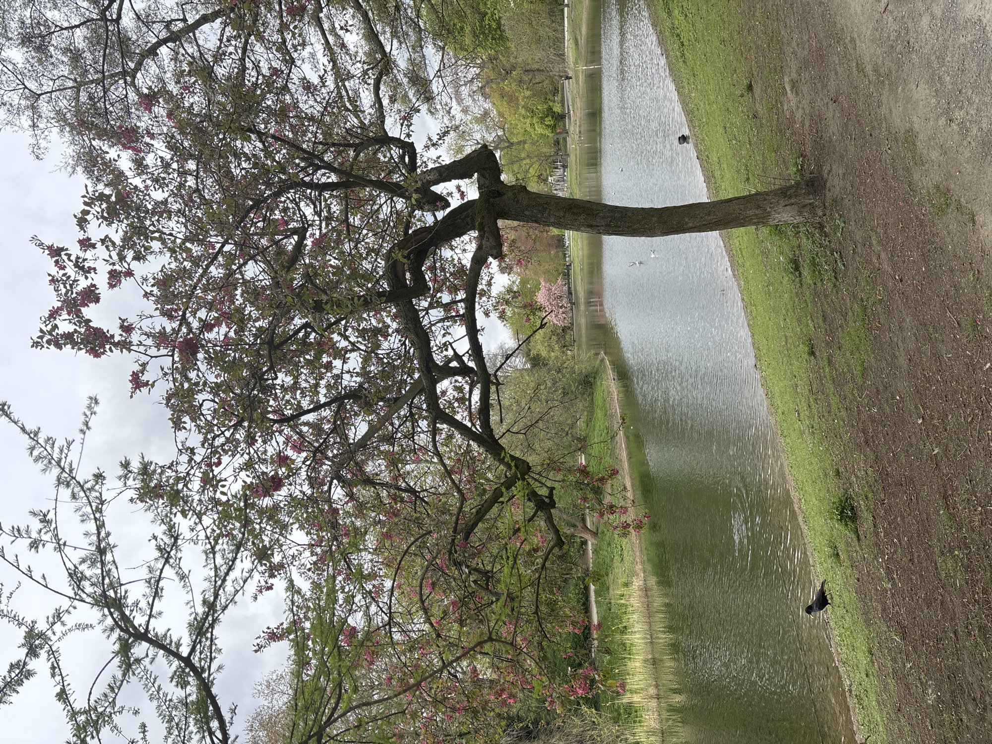 Spring blooms peak in Antwerp park along waterway