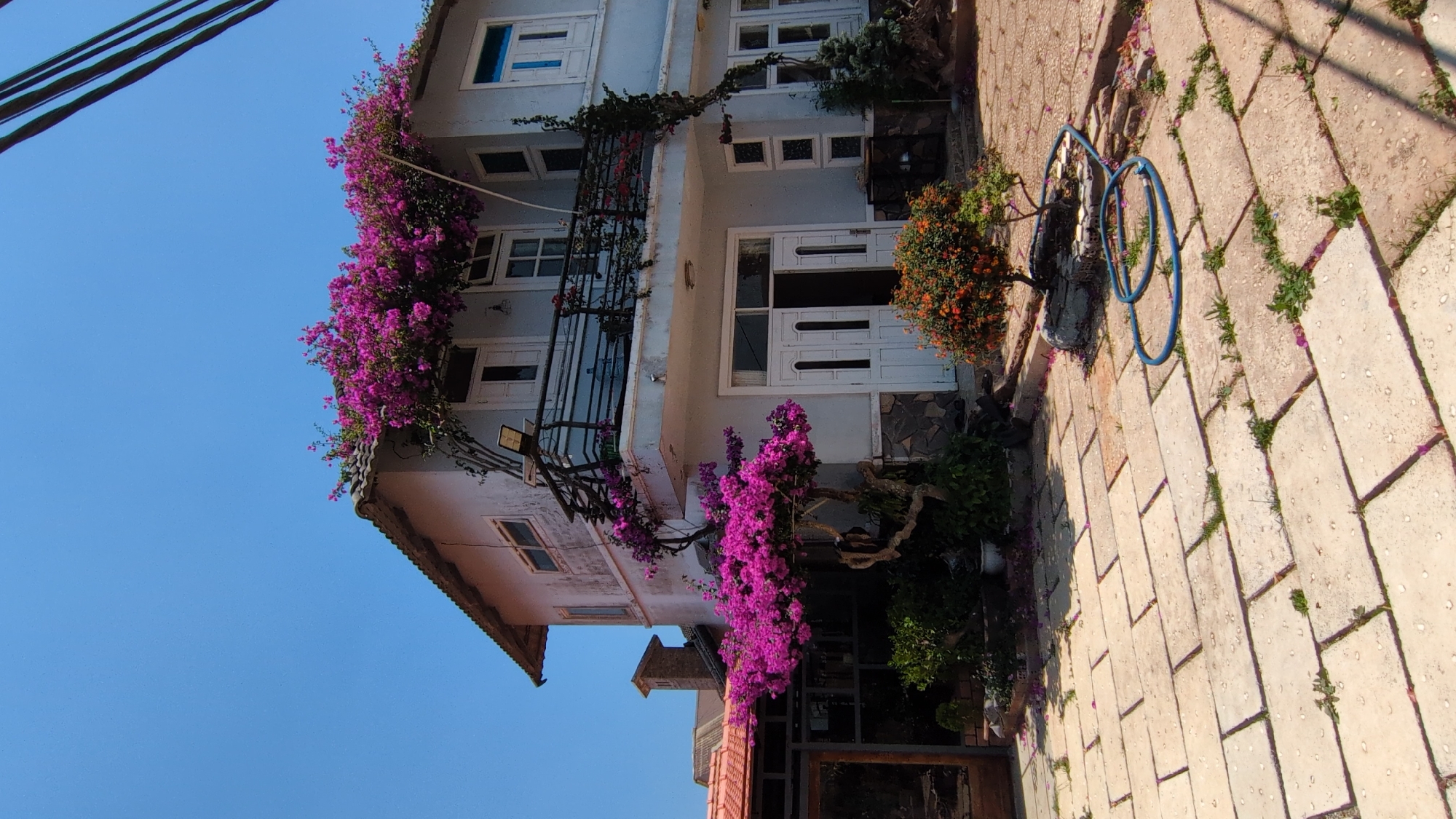 Purple flowers and wind turbine captured in Trường Thọ