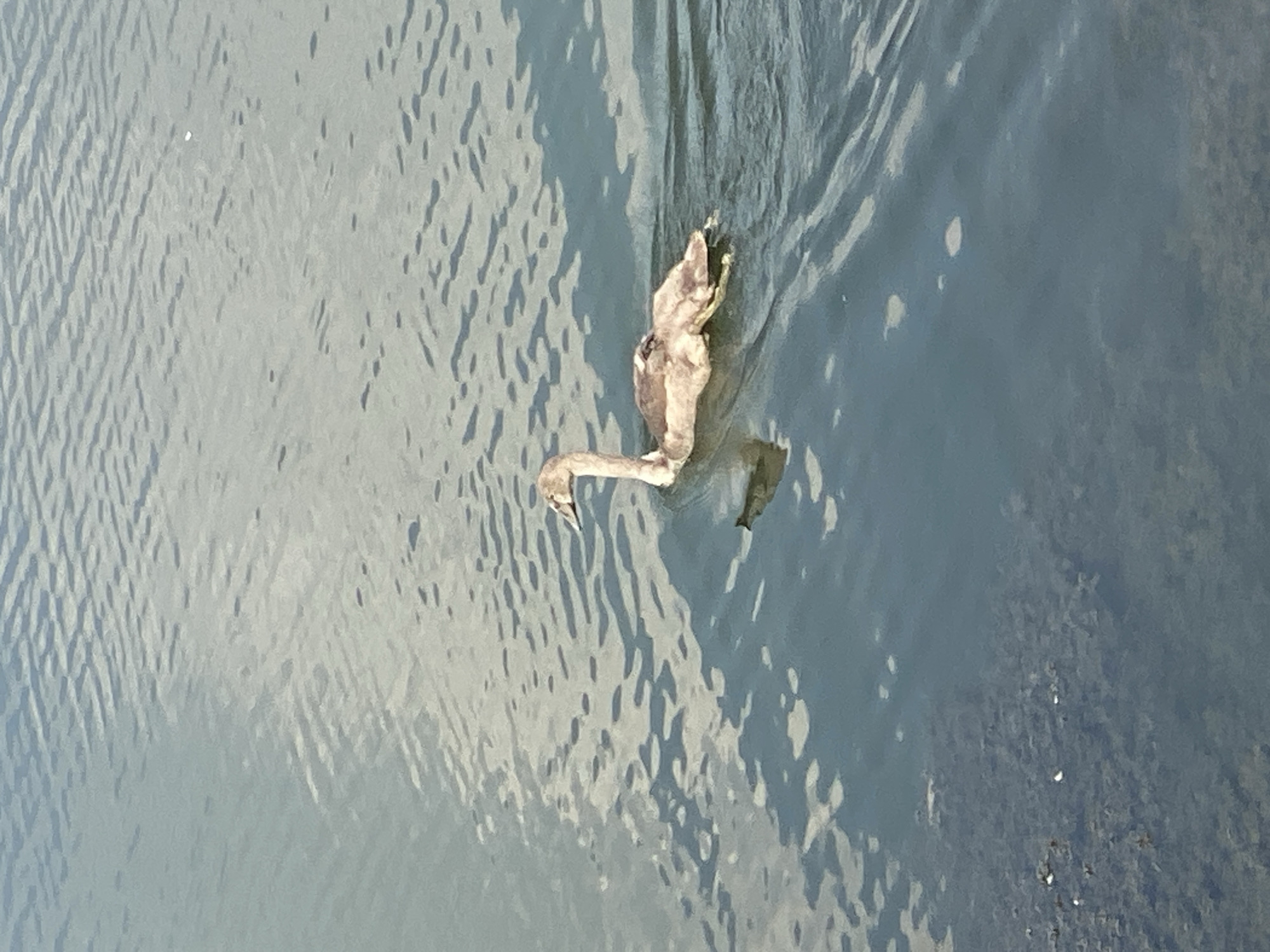 Swans on the water in Purkersdorf, Austria