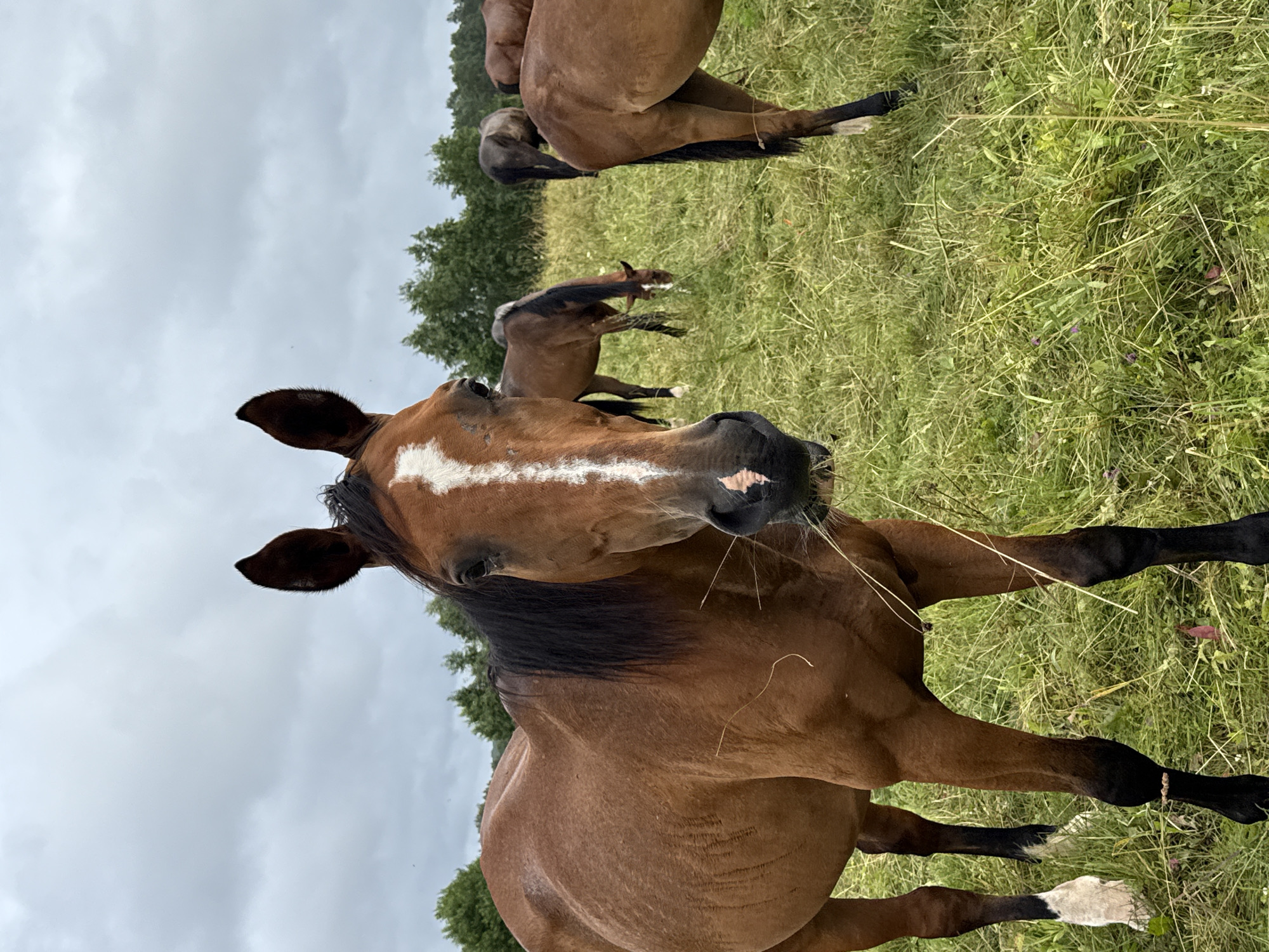 Horses grazing in a Lithuanian pasture on a cloudy day