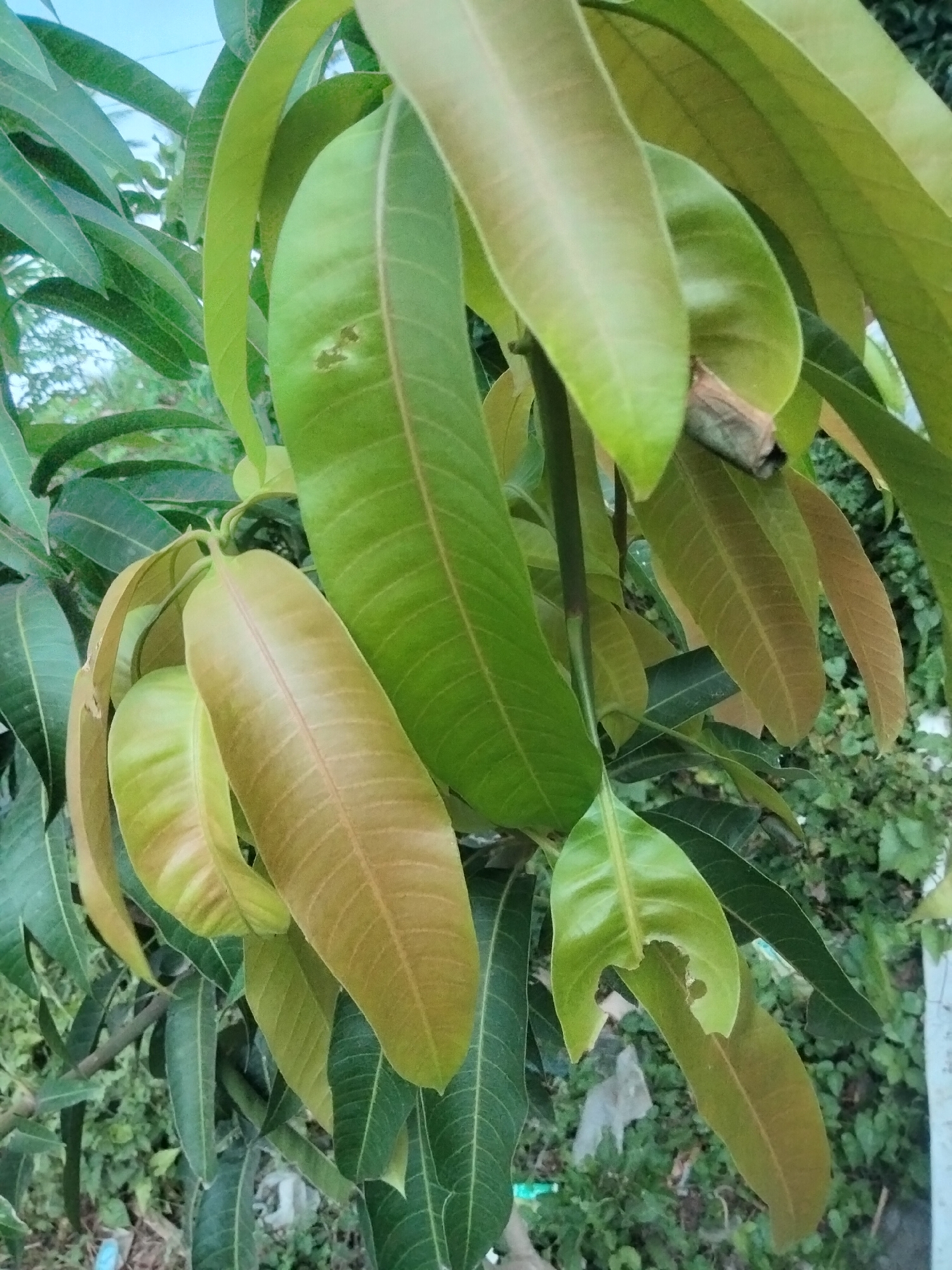 Backyard plant life documented across a small plot in Lhokseumawe