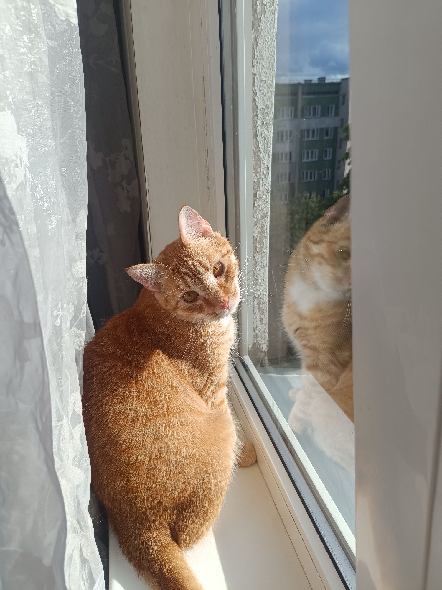 Lazy summer afternoon with a tabby cat and Diablo II in Riga