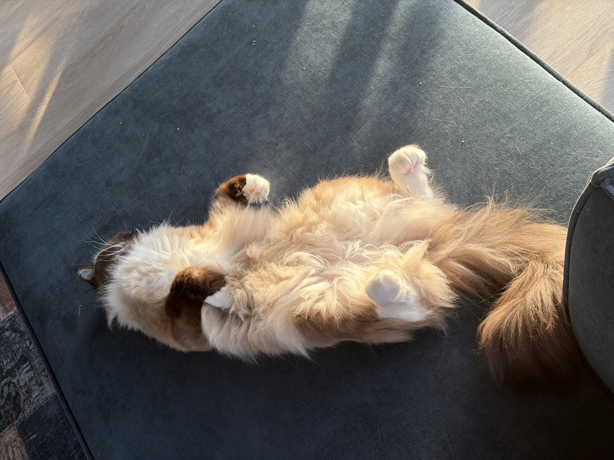 Balinese cat lounging around a Rijswijk apartment