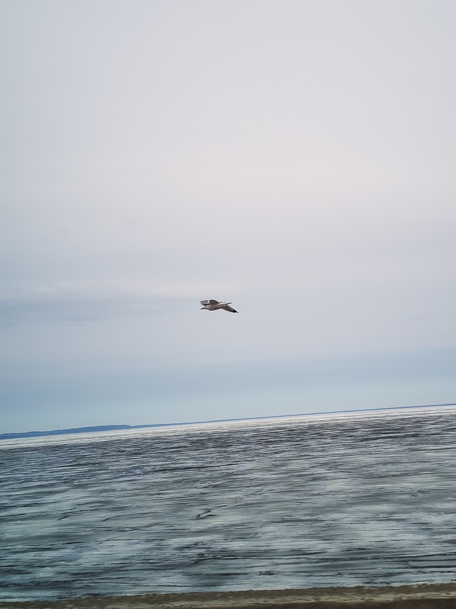 Seagull spotted over icy waters near Chaikovsky, Russia