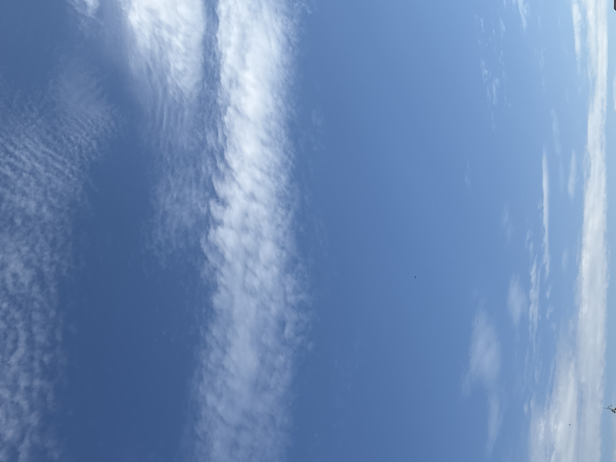 Summer morning in Bila Tserkva: skies, trees, and cats