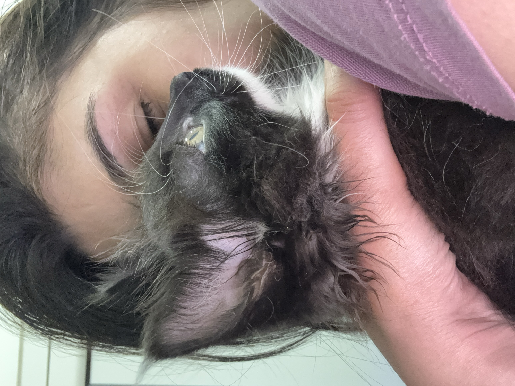 Tuxedo cat captured in intimate close-up moments under blanket