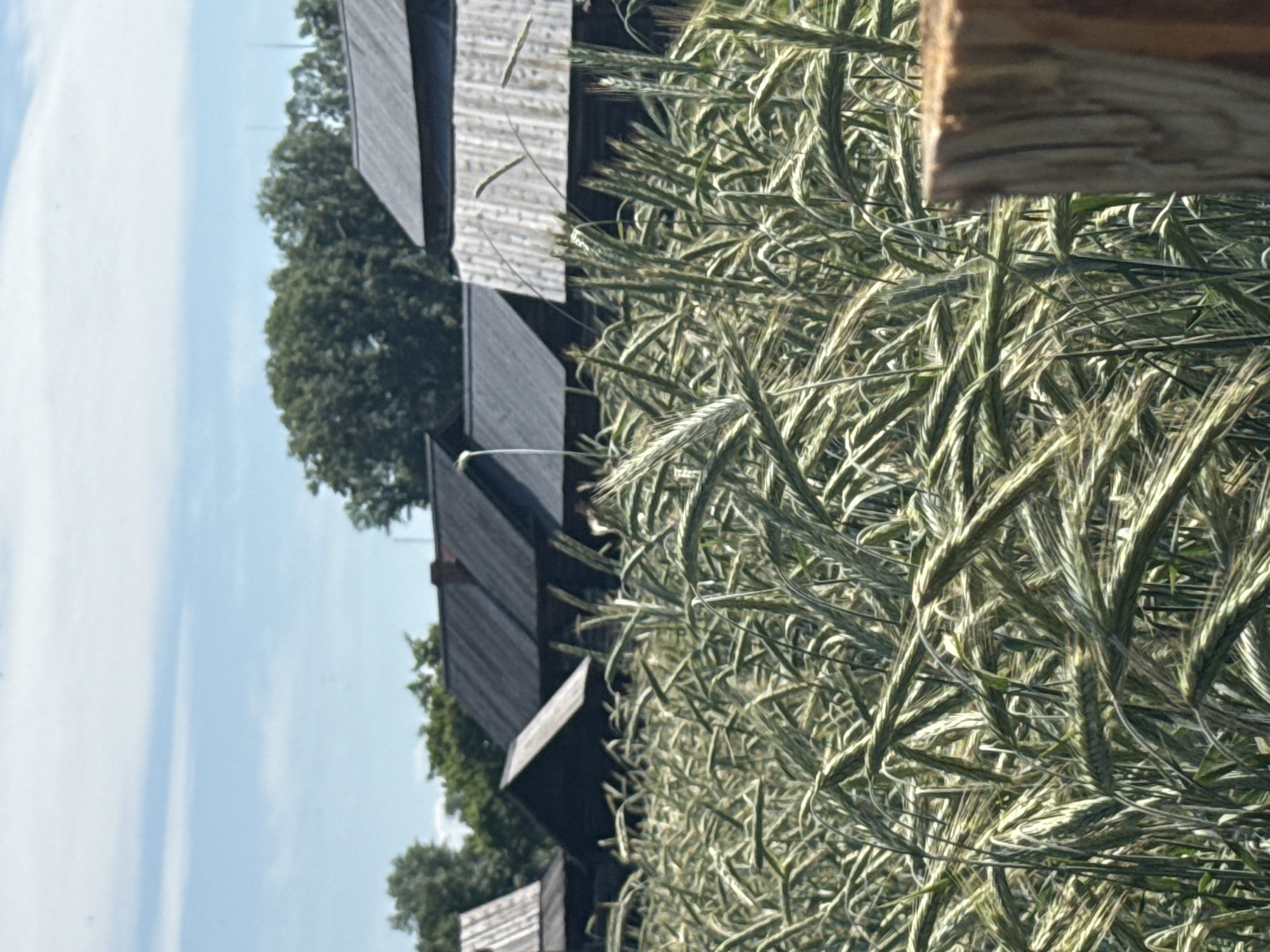 Harvest fields and historic timber architecture in Shushenskoye