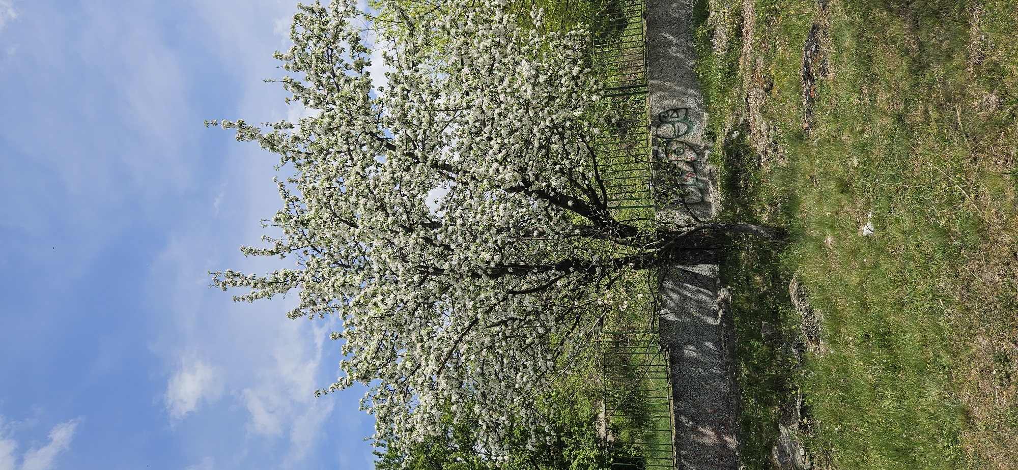 Fruit tree blooms observed in springtime Blagoevgrad