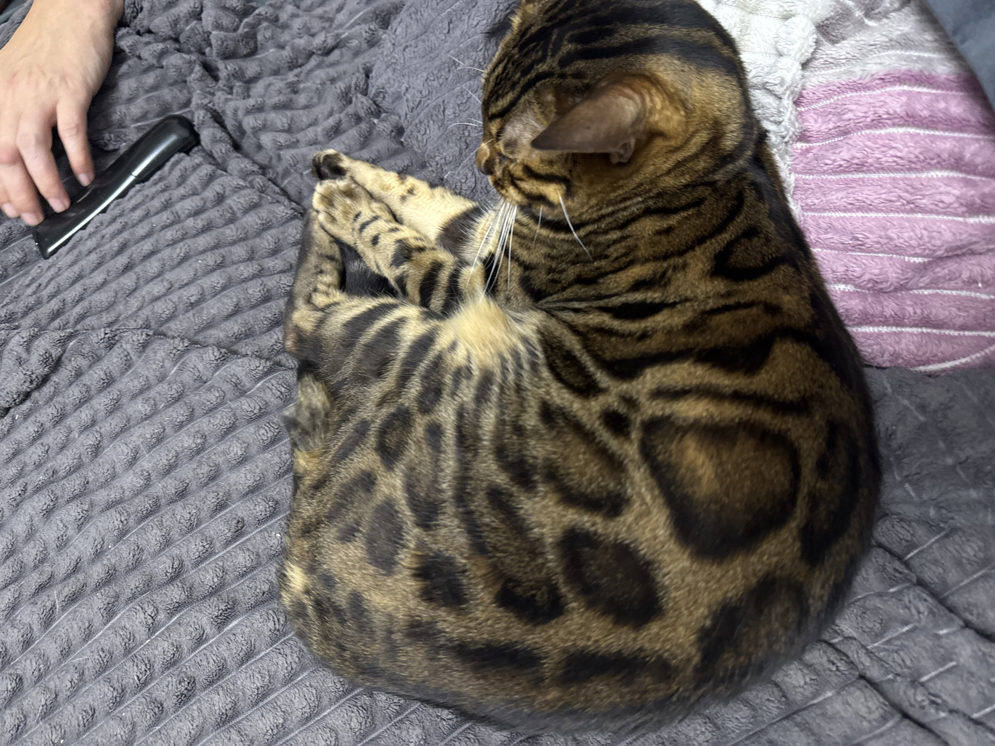 Bengal cat naps, then gets a quick dental check