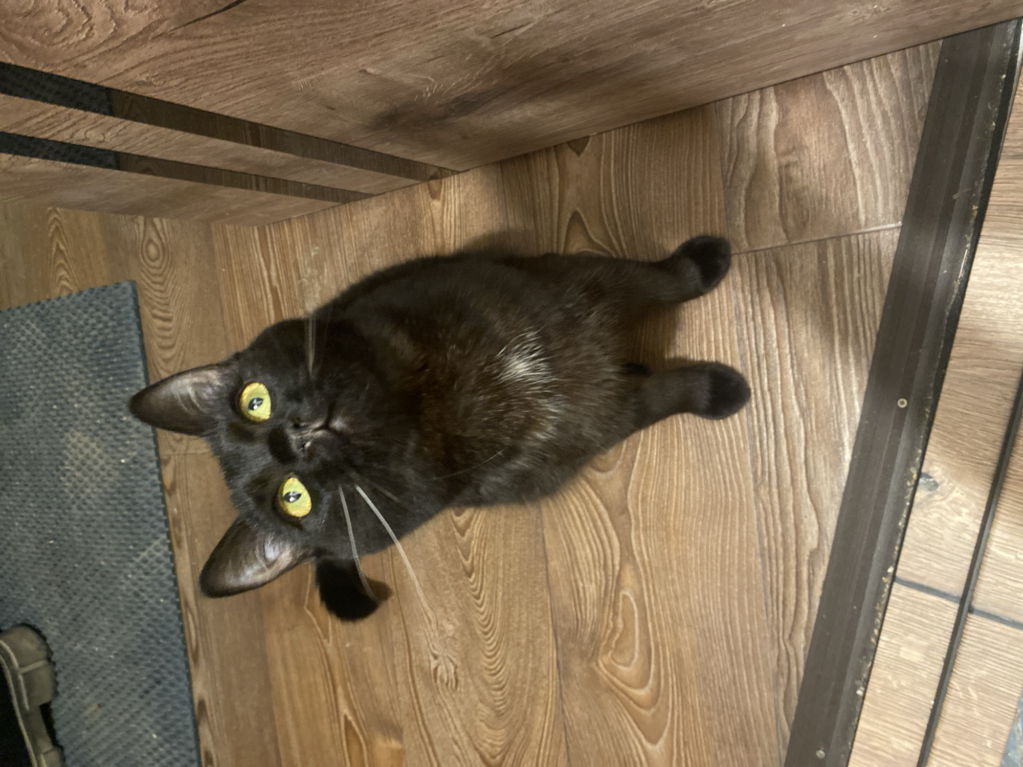 Black cat documented in various poses at Izhevsk residence