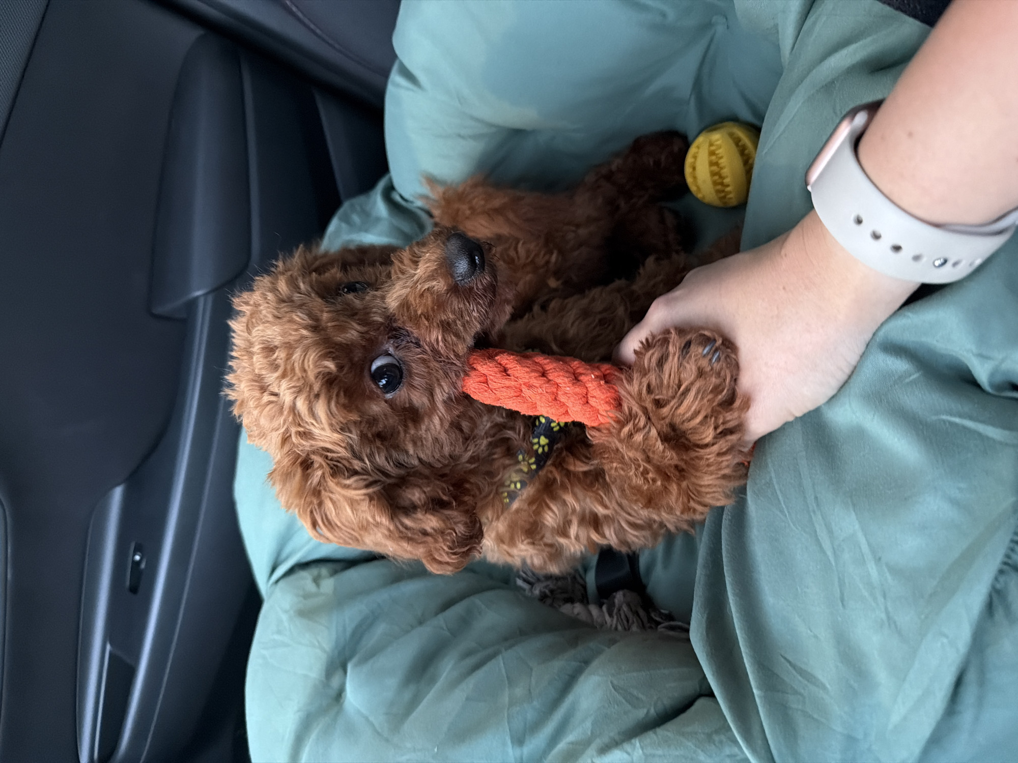 Poodle puppy's afternoon adventure around Sofia with toys and car rides