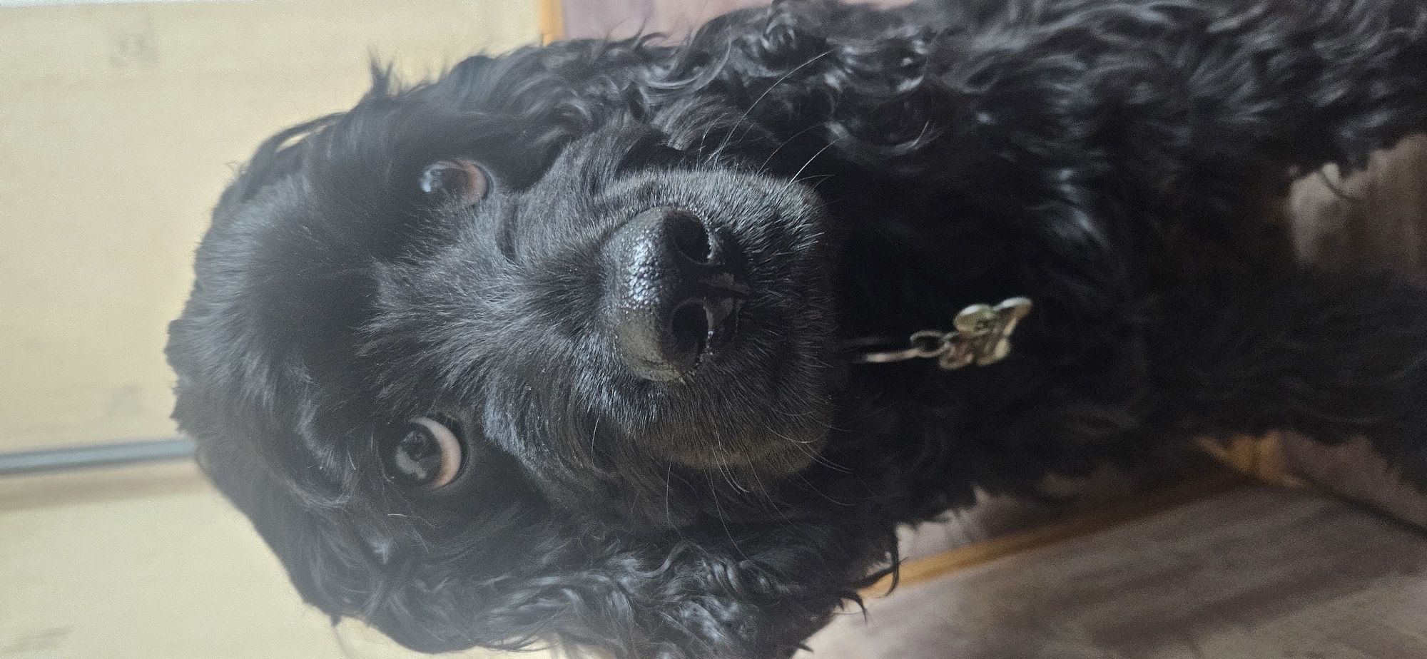 Black poodle mix photographed wearing silver collar in Sofia