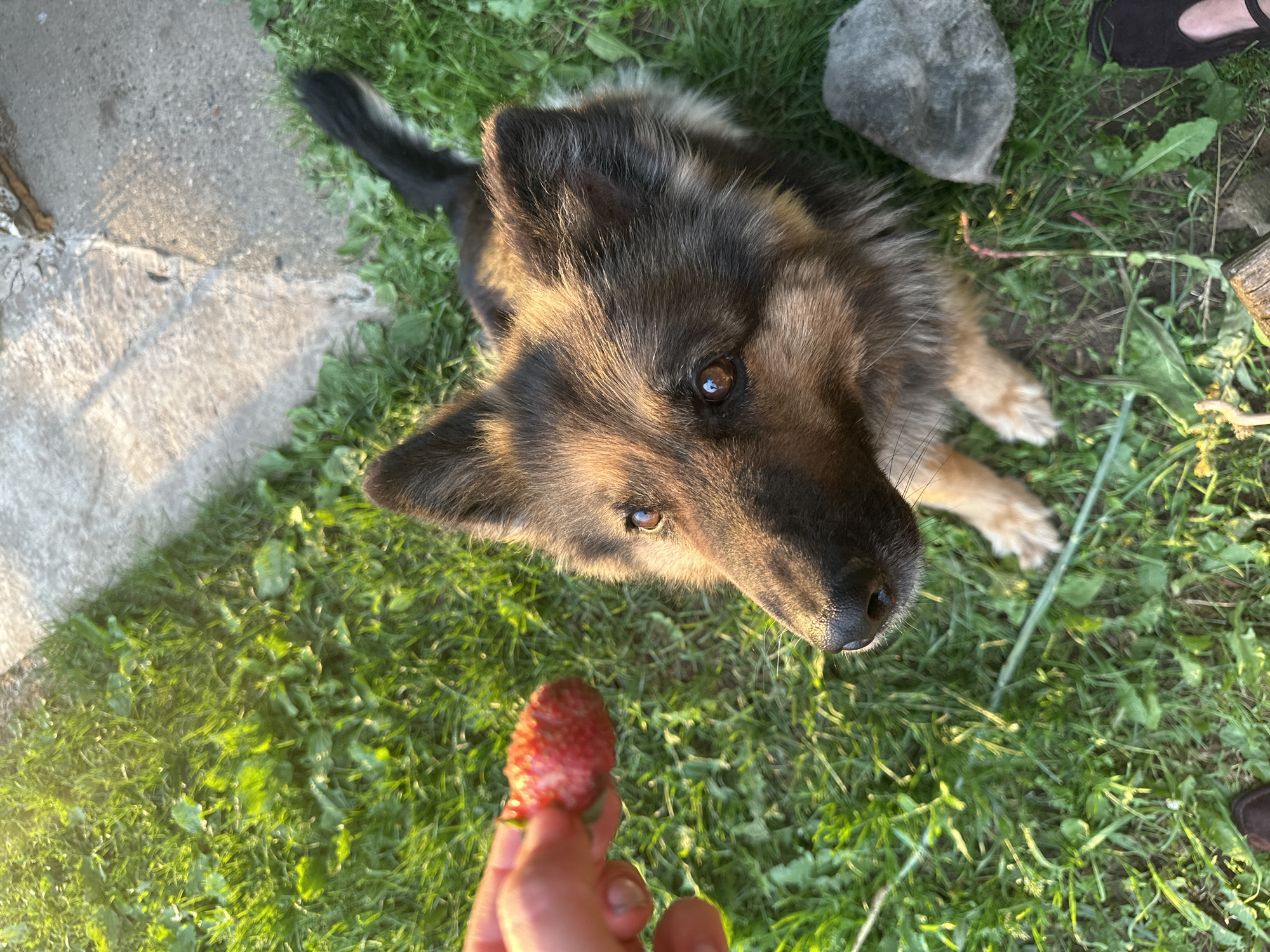 Lazy summer afternoon with a dog, lemonade, and football