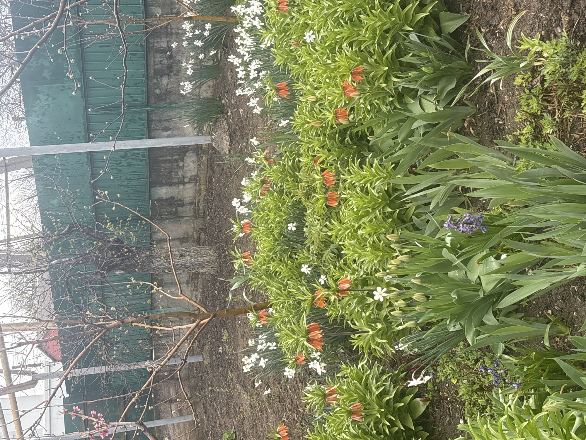 Easter traditions and spring blooms documented in Ukrainian village