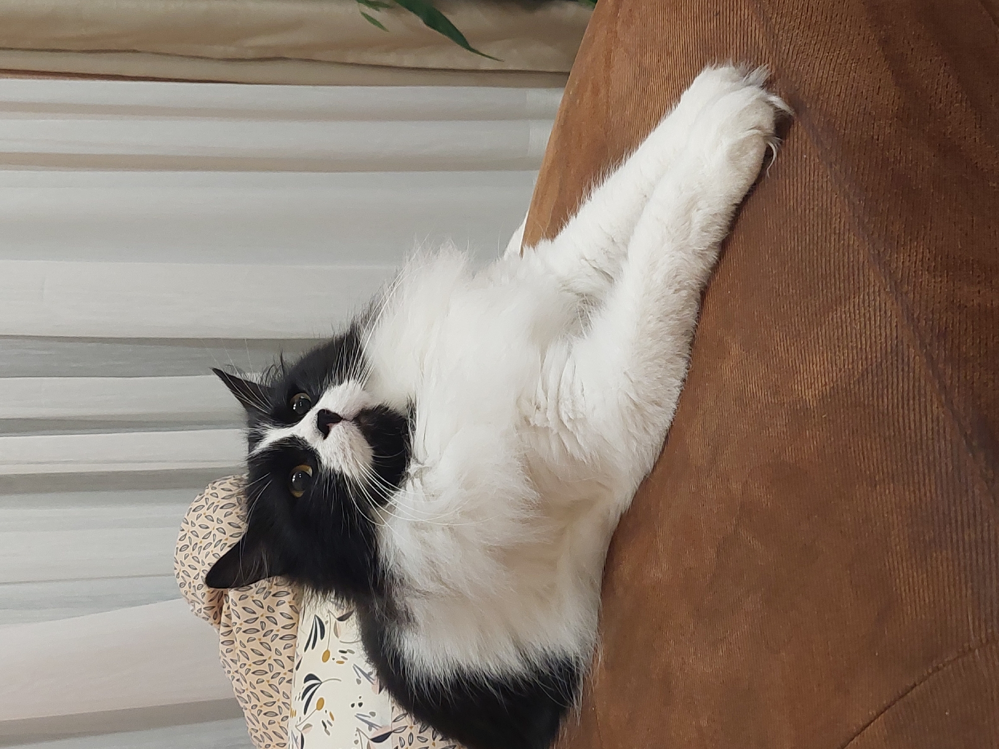 Cat rests on furniture in Plovdiv home