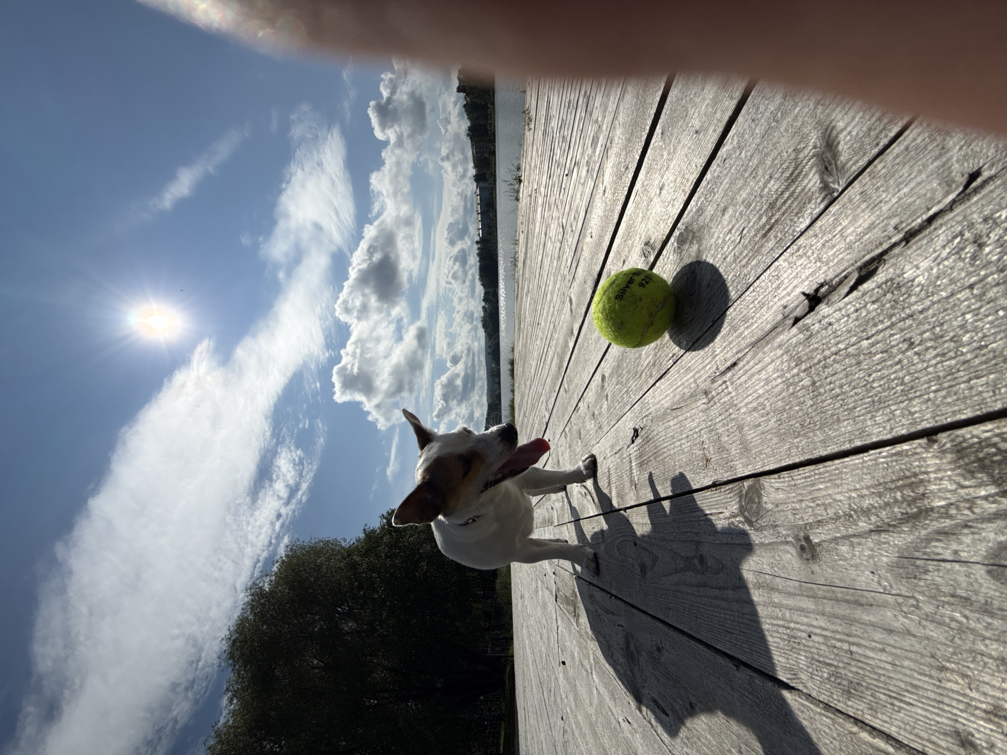 Jack Russell Terrier's afternoon at Lysva's lakeside park