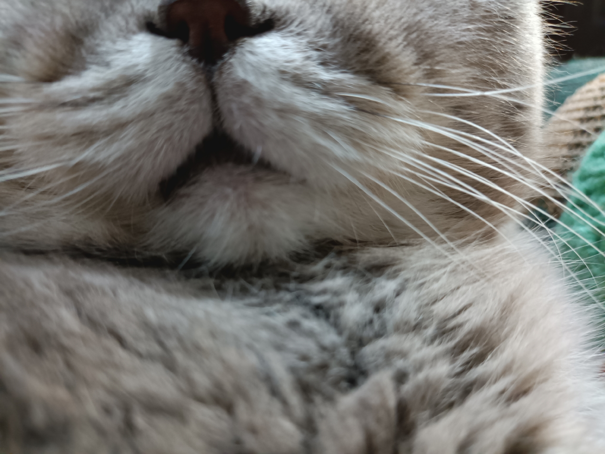 Gray cat on a floral blanket, Bataysk