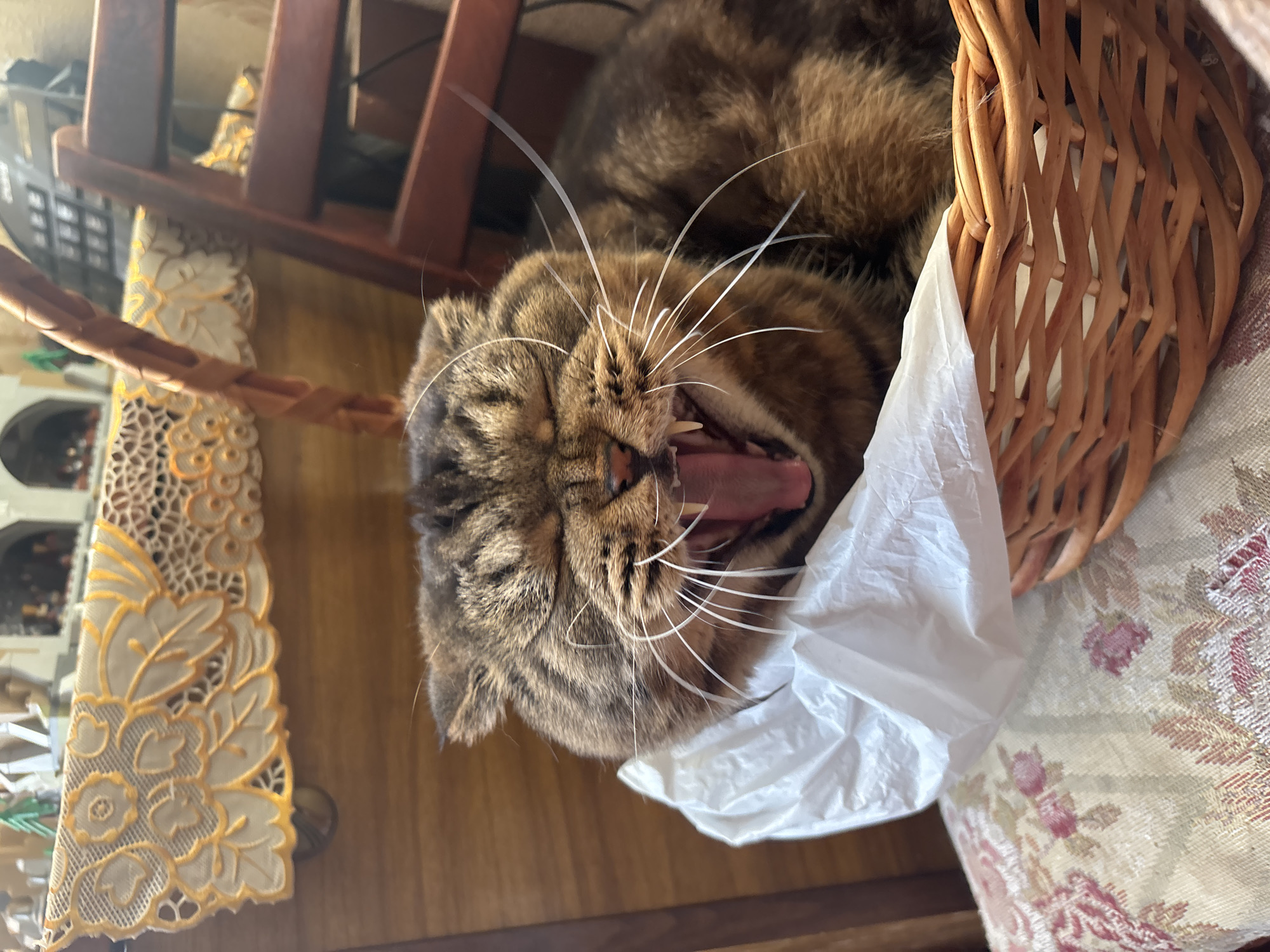 Cats, flowers, and pop culture collectibles at home in Kremenchuk