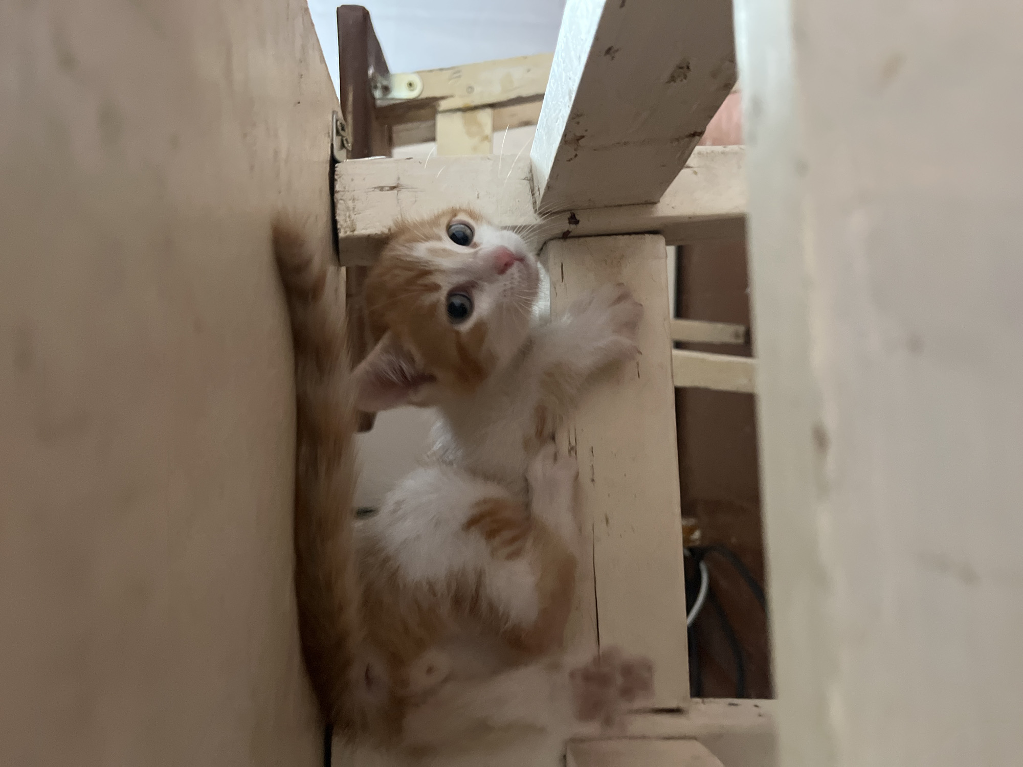 Casio wrist check and a napping kitten in Svietlahorsk