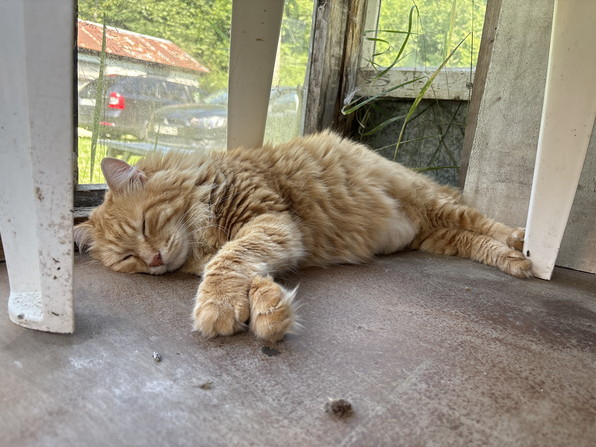 Sleeping cat and potted plants in a Russian home
