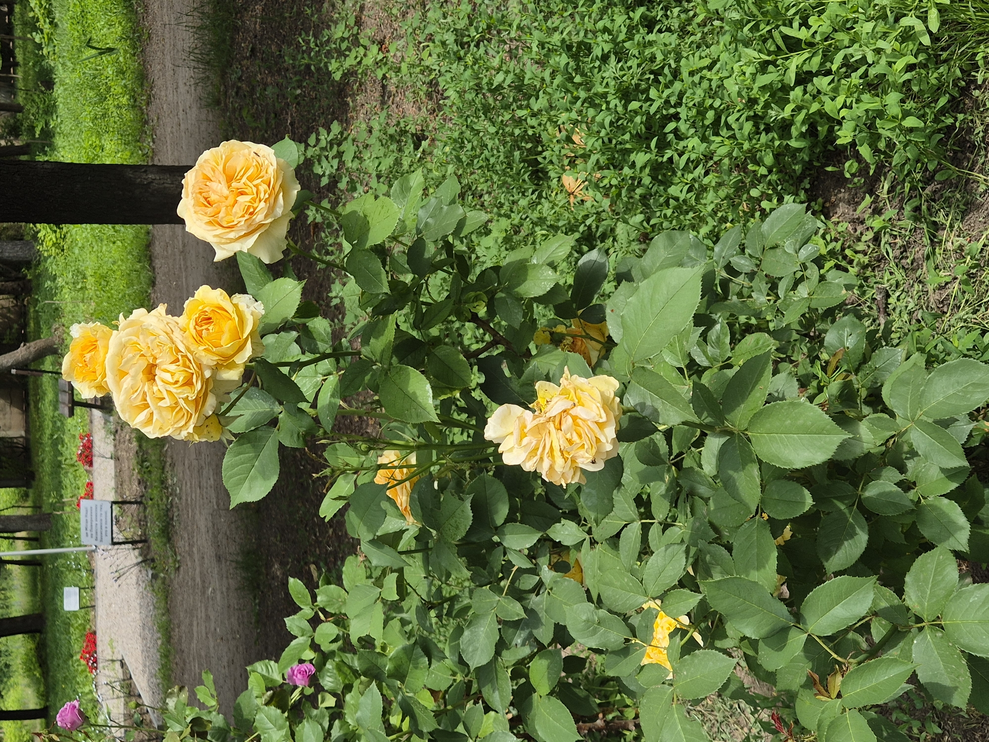 Morning stroll through blooming gardens and residential Sozonivka