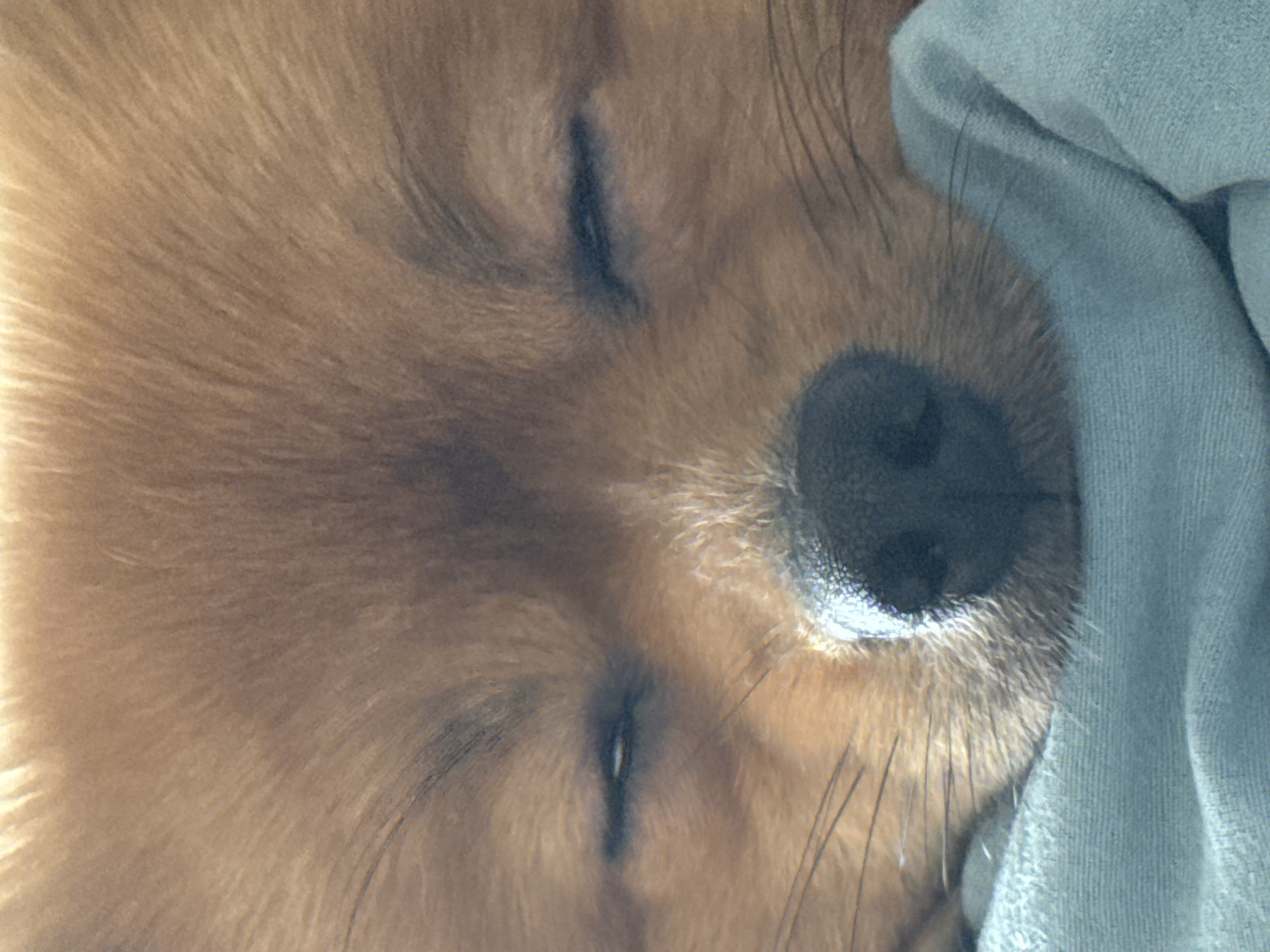 Pomeranian dog sleeps peacefully on bed in Khimki, Russia
