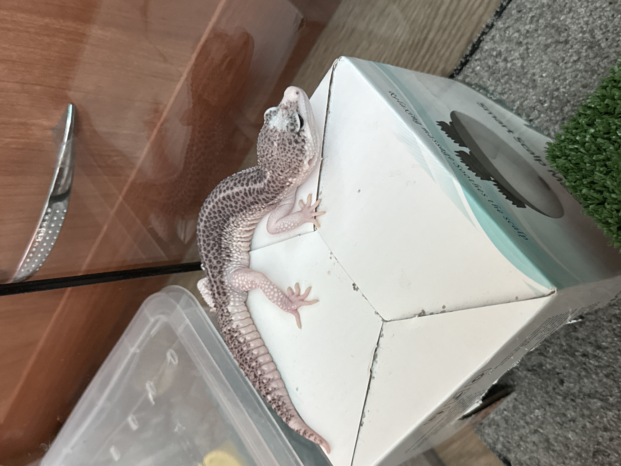 Pet gecko observed in domestic setting over one hour