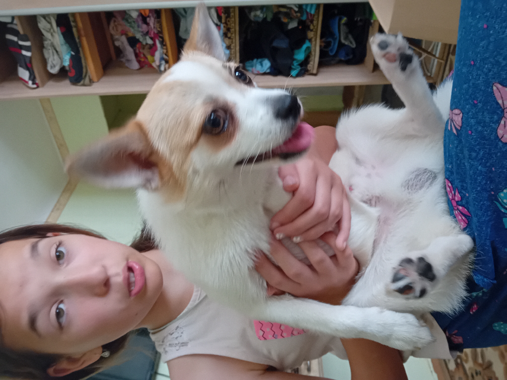 Playful afternoon with a small dog in a Chuhuiv apartment.