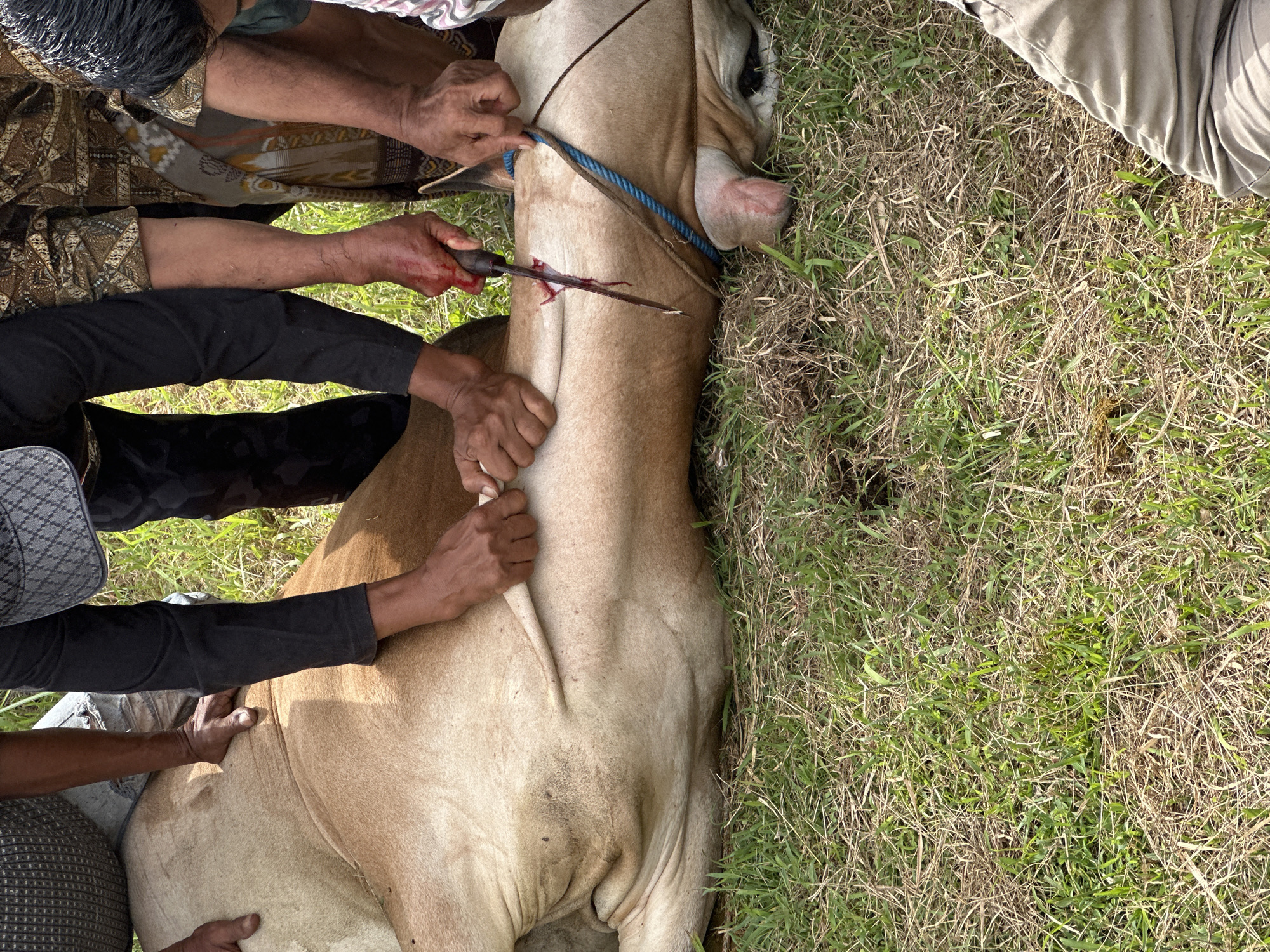 Religious cattle sacrifice ceremony observed in Lhokseumawe, Indonesia