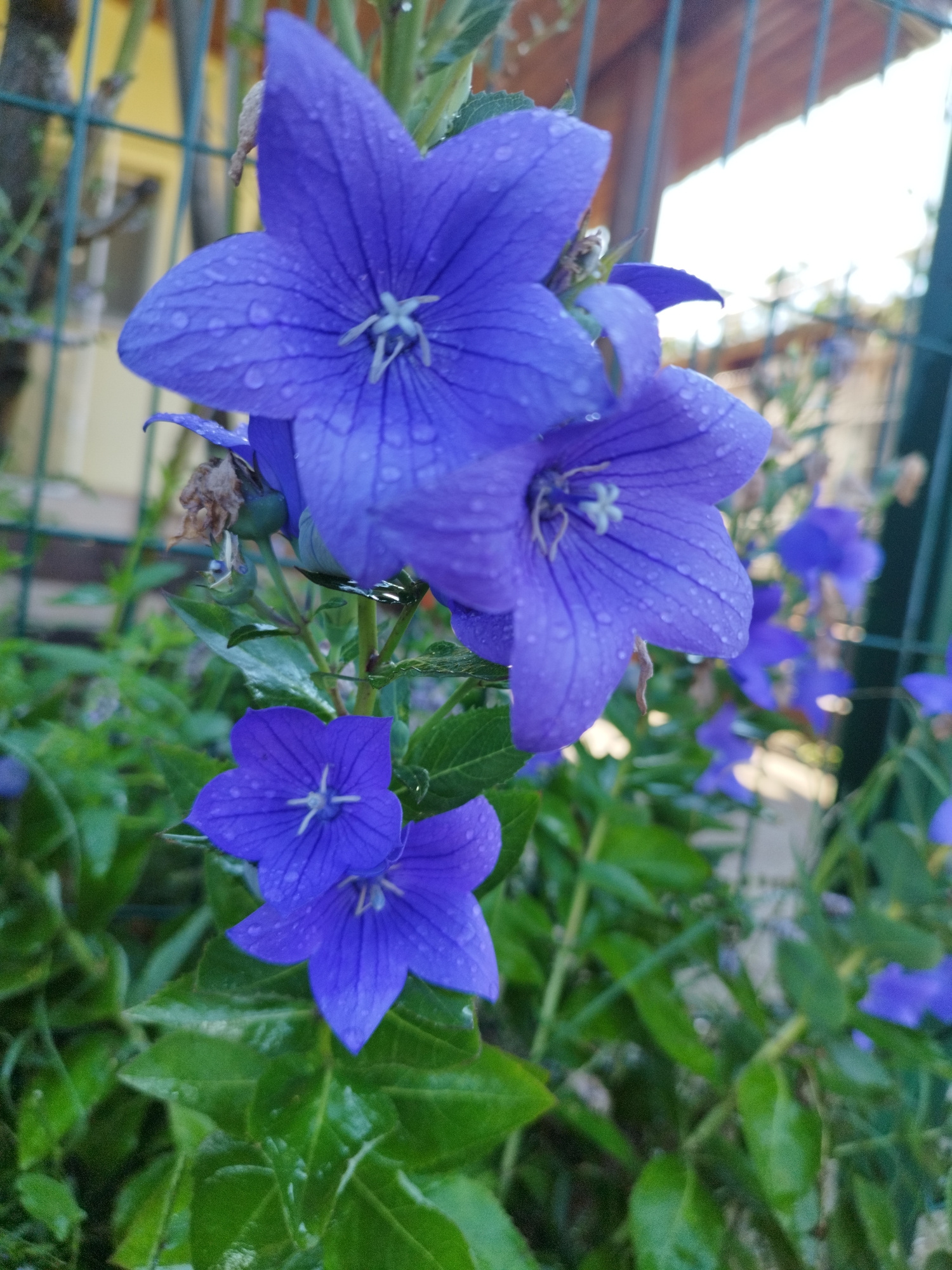 Bucharest backyard in summer: flowers, bugs, apples, and dogs