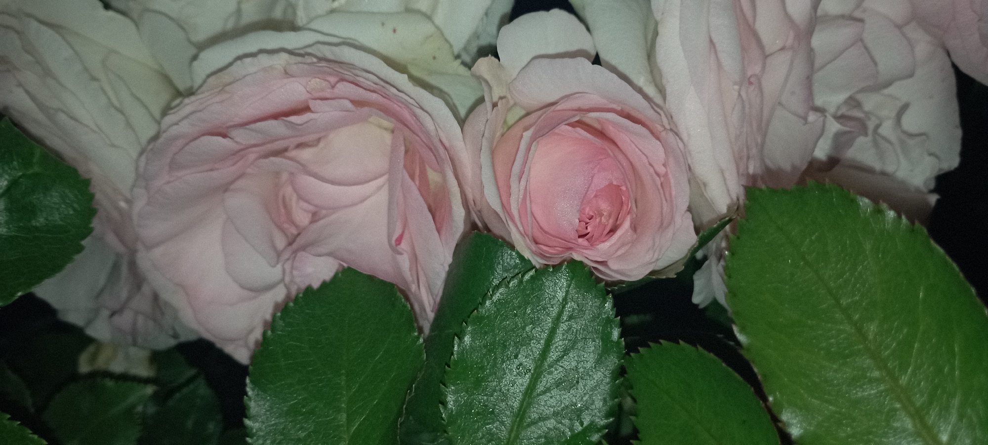 Close-up rose and orchid photography in Radisne, Ukraine