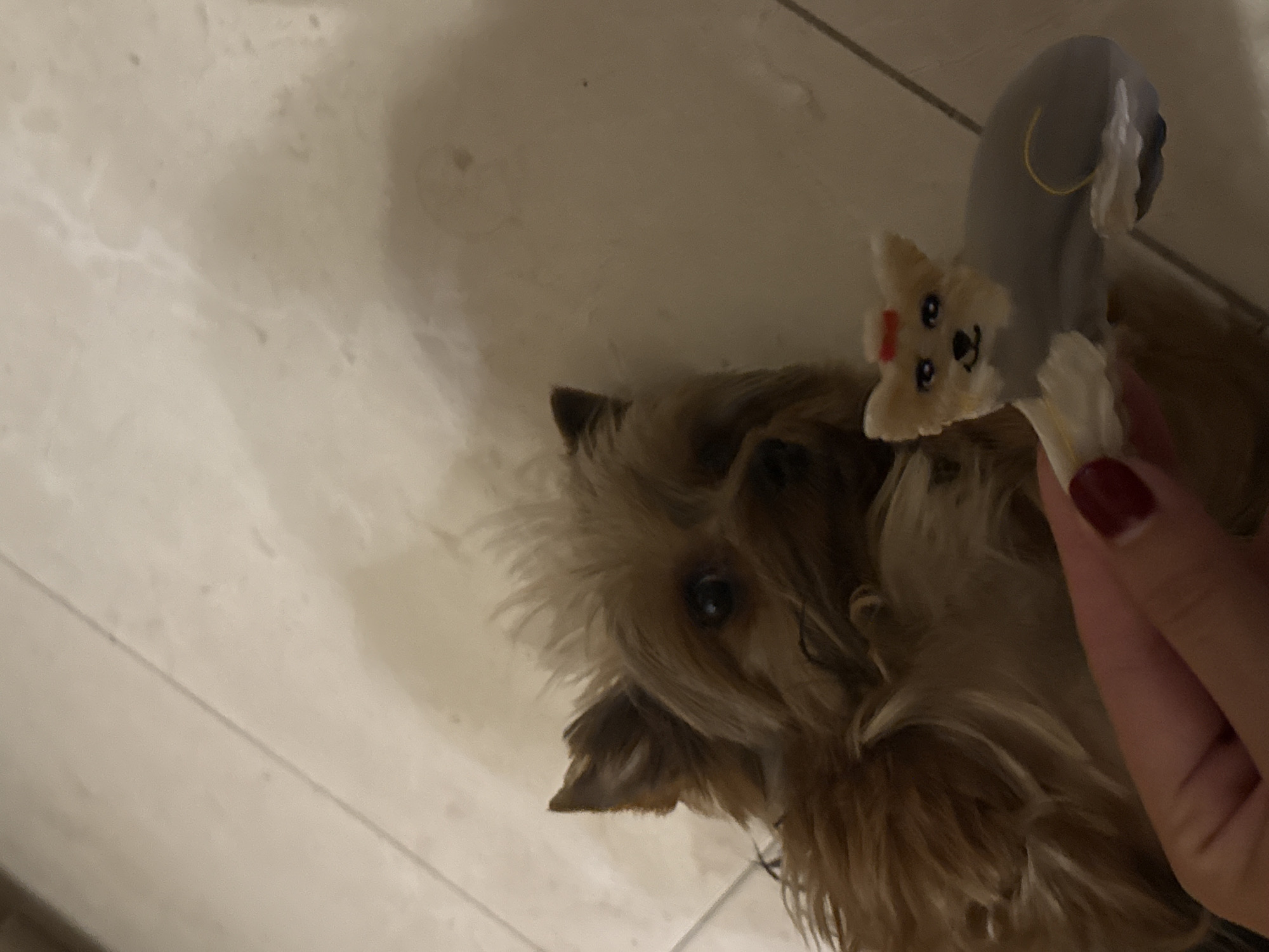 Late-night dog playtime captured in Mexican home