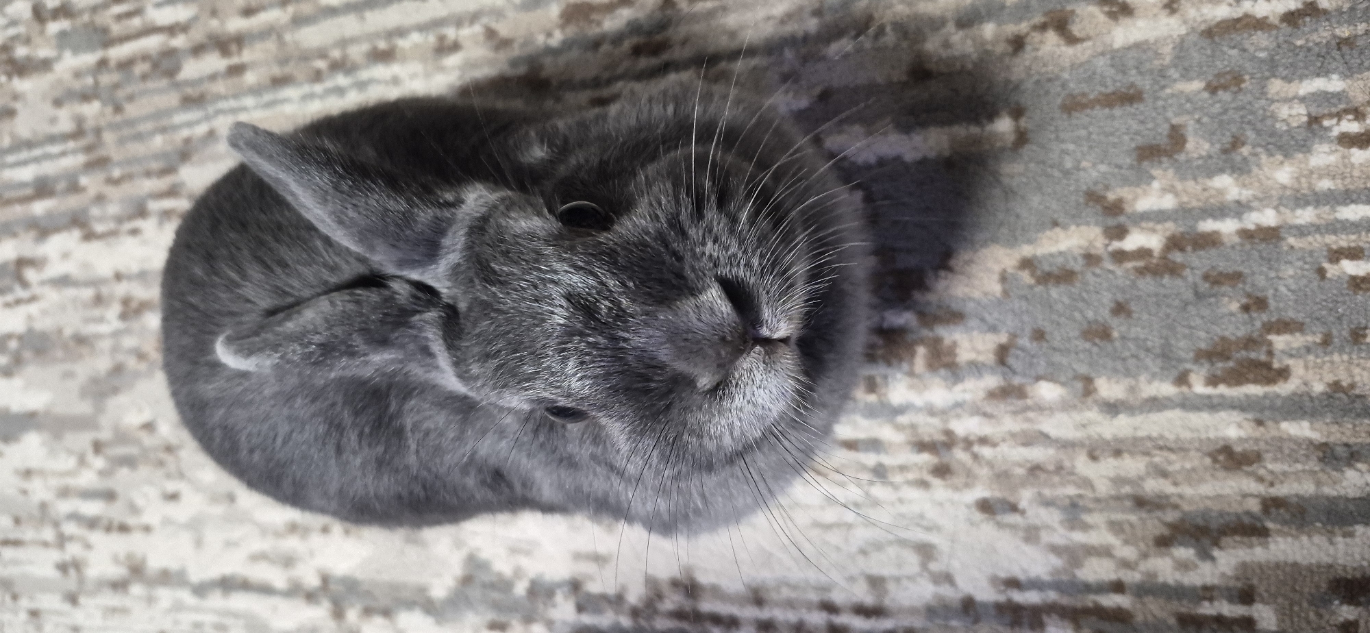 Gray rabbit chills and gets pets at home in Ussurijsk
