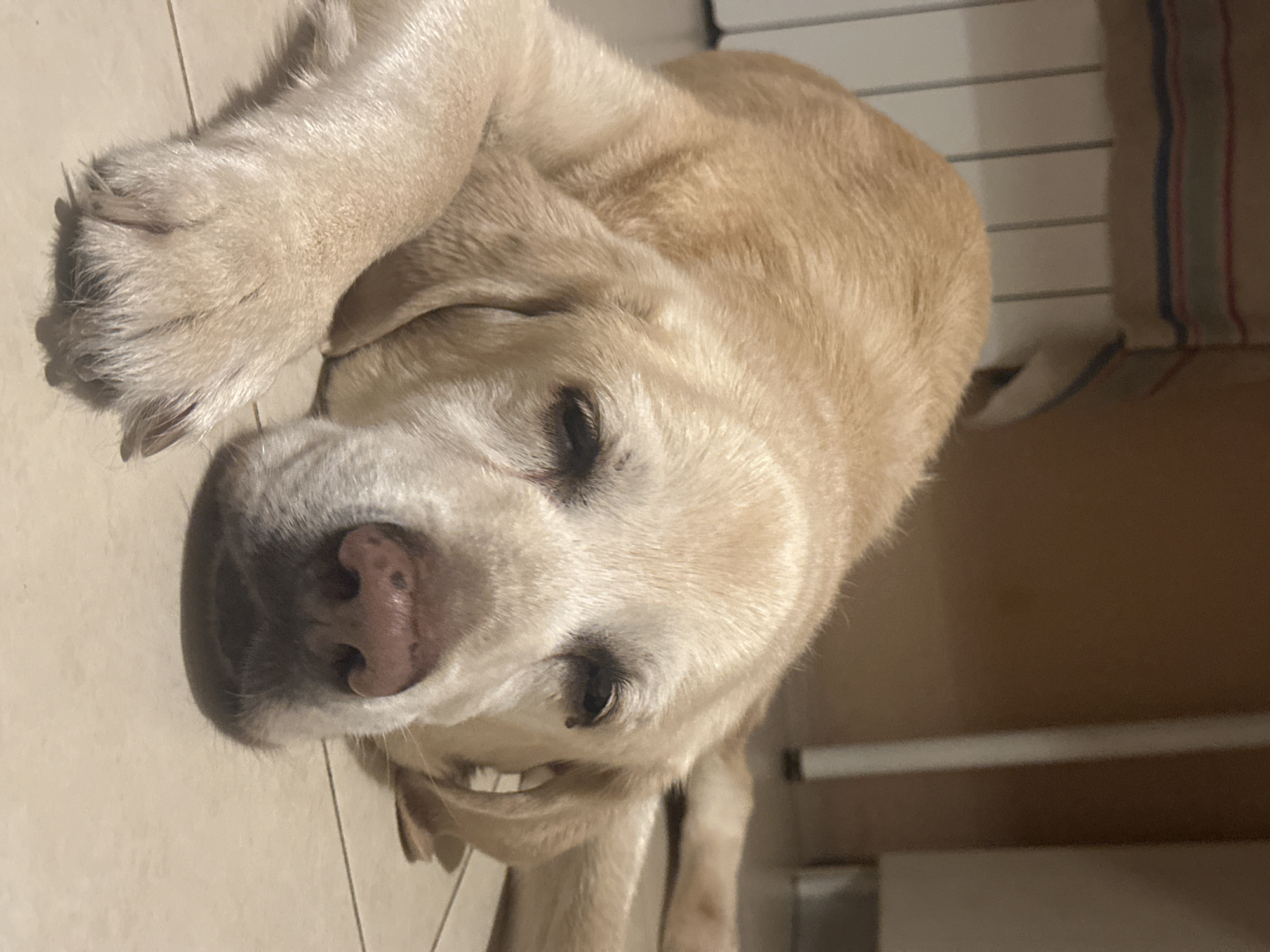 Sofia resident documents quiet evening with pets, books, gardens
