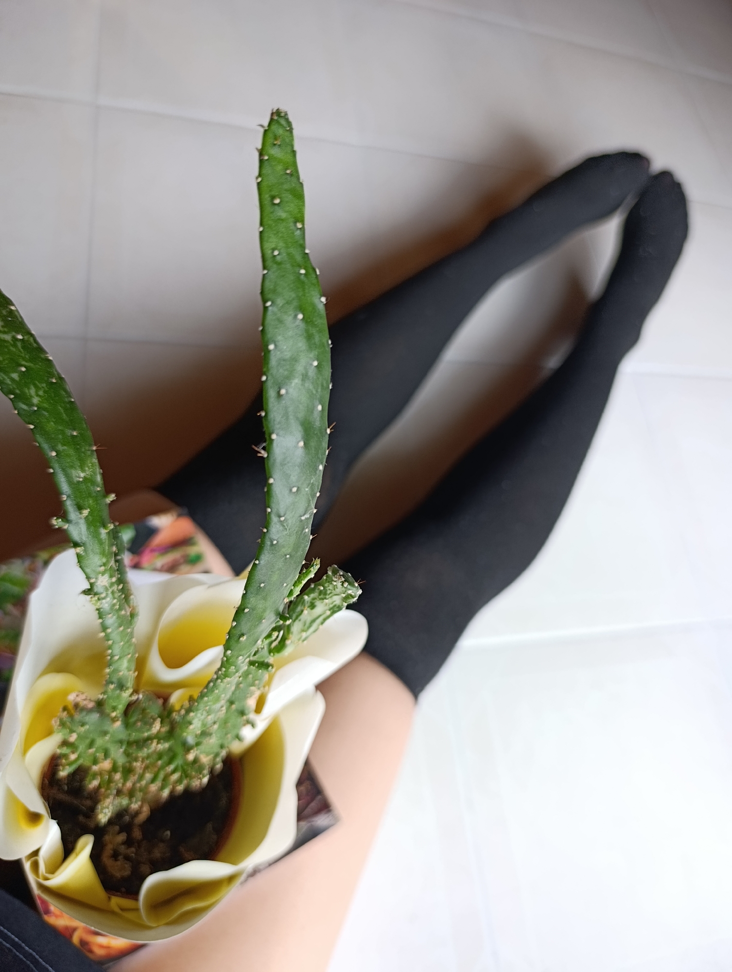 Person with cookbook and cactus documented in Svilengrad home