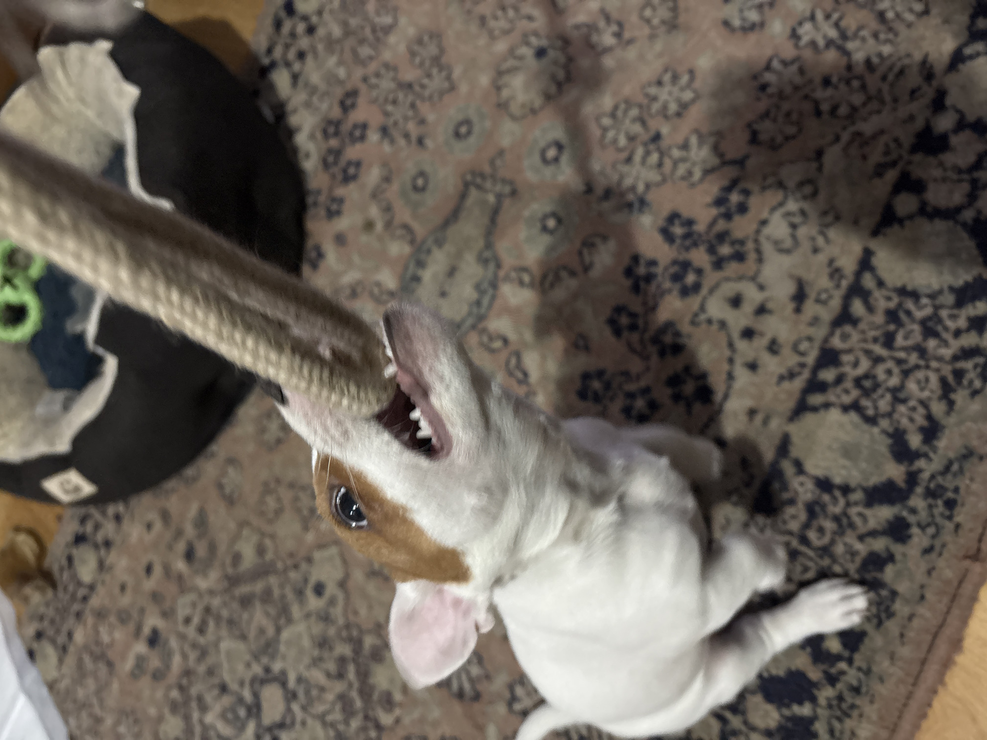 Jack Russell puppy plays with rope toy indoors